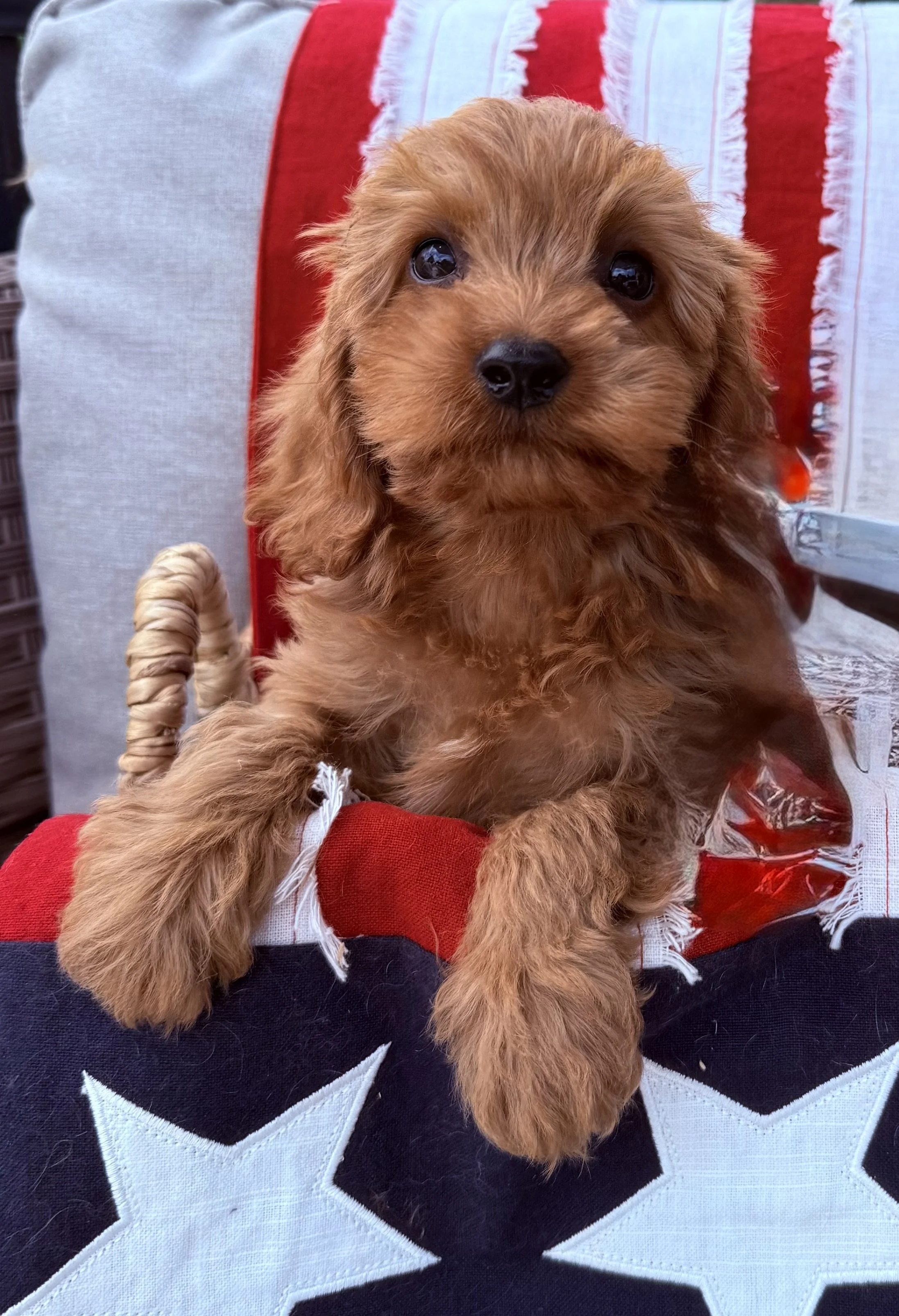 cavapoo for sale puppies for sale near me dog breeder connecticut