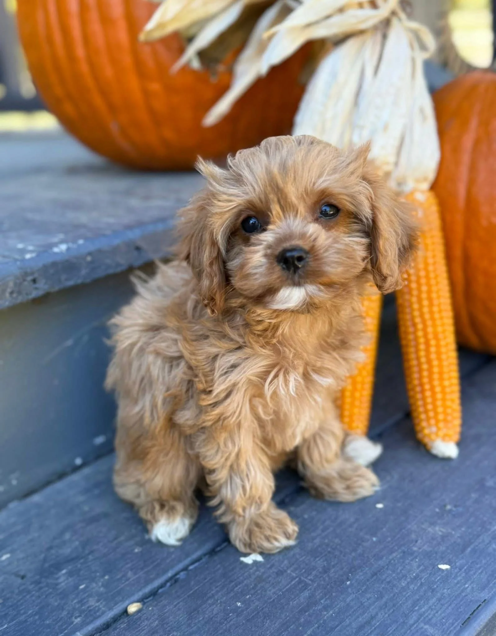 cedar creek farm cavapoo puppies dog breeder in connecticut