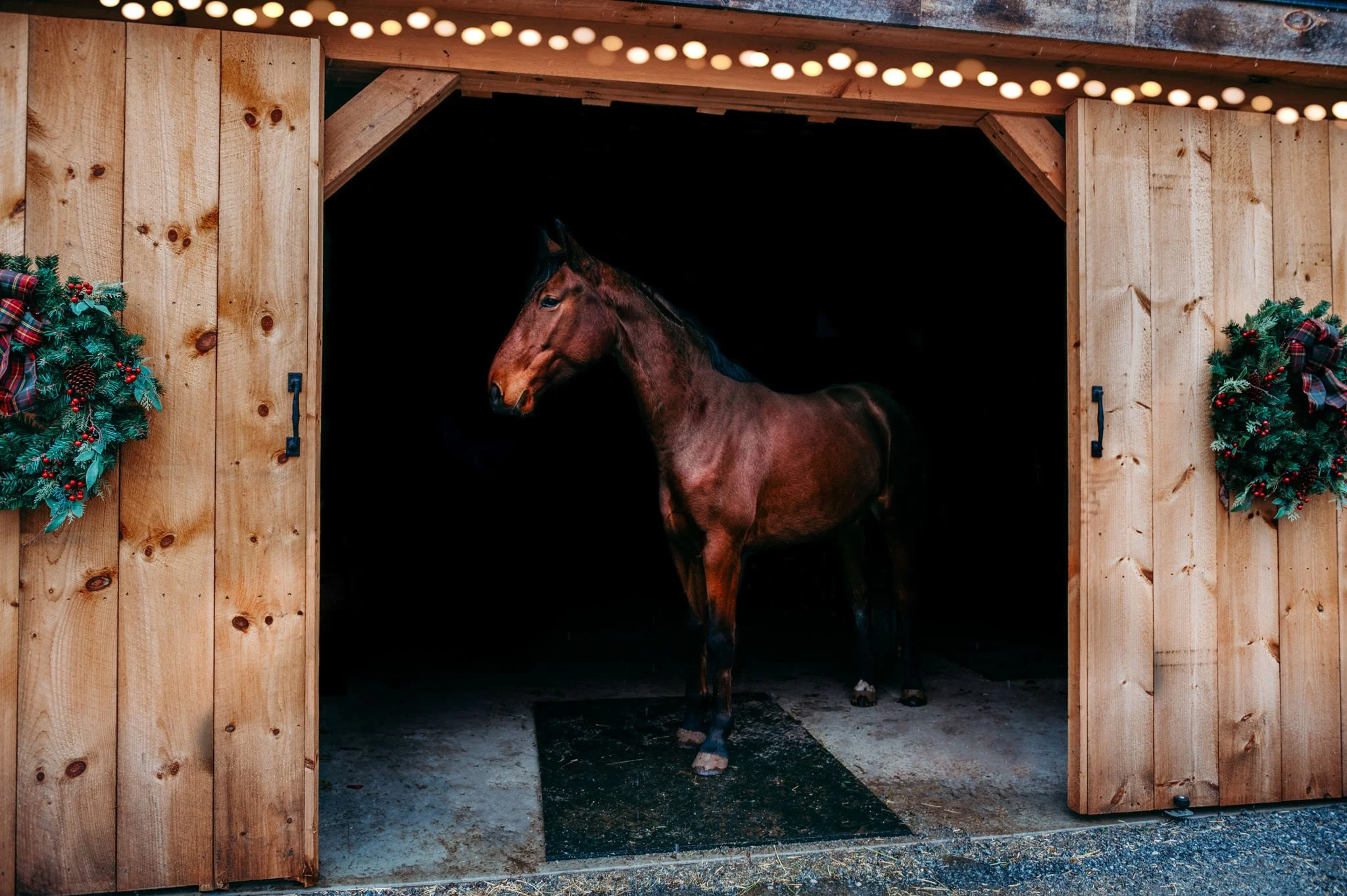 A brown horse standing inside a wooden barn with Christmas wreaths on either side of the open barn doors, and string lights above at cedar creek farm connecticut dog breeder puppies for sale near me 