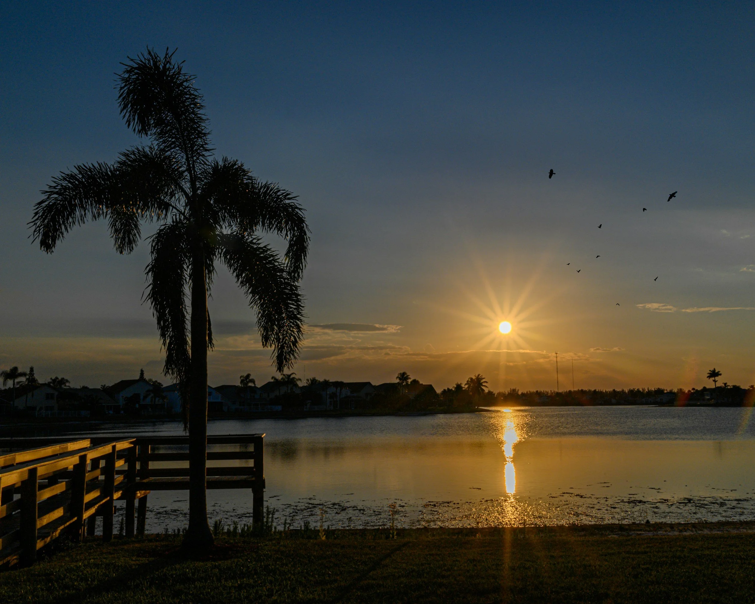 Citrus County sunset over a lake with a palm tree in the foreground, a wooden dock on the left, and birds flying in the sky.