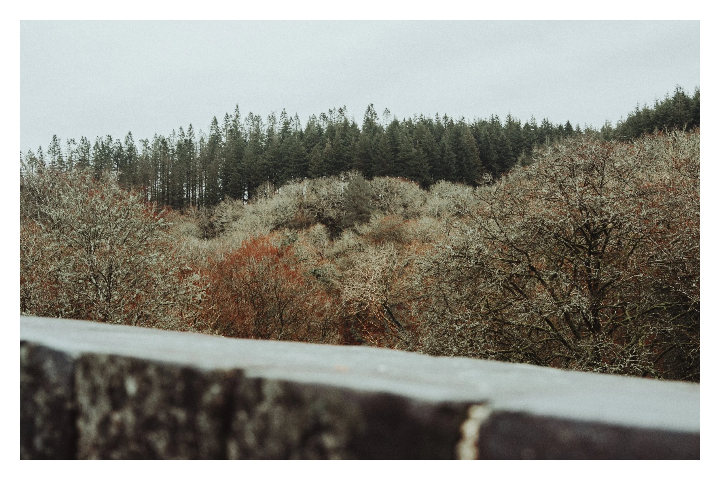 Image of plymbridge woods in Devon taken from the Viaduct