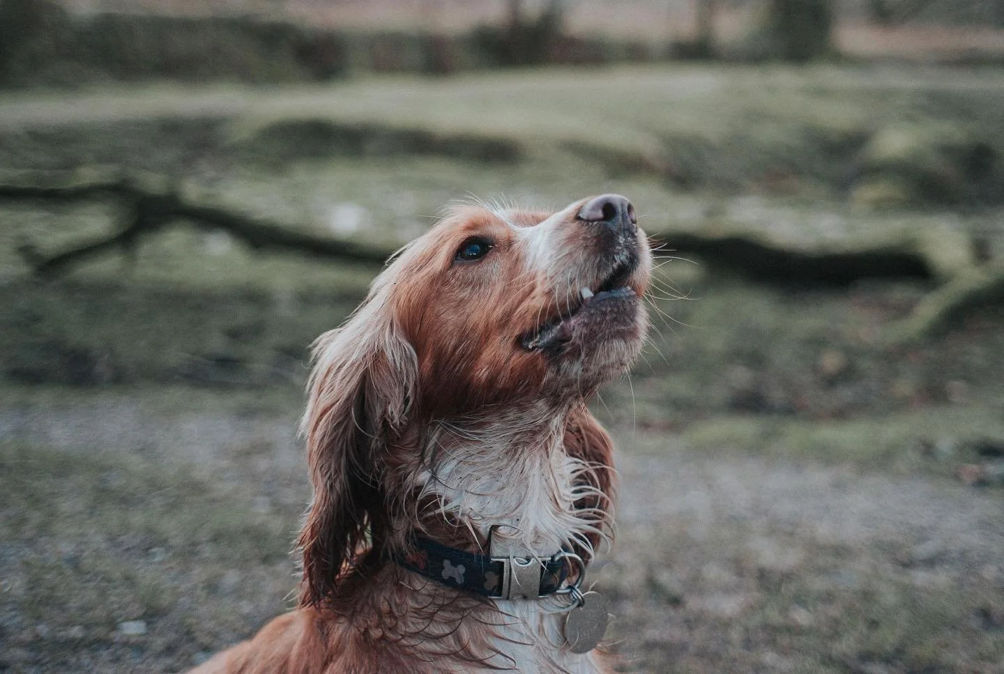 #spaniel #dirtydog #walkies #dartmoor #sprocker #mud #picoftheday #outdoors #devon #leicam8 #leica #leicaworld #leicacamera