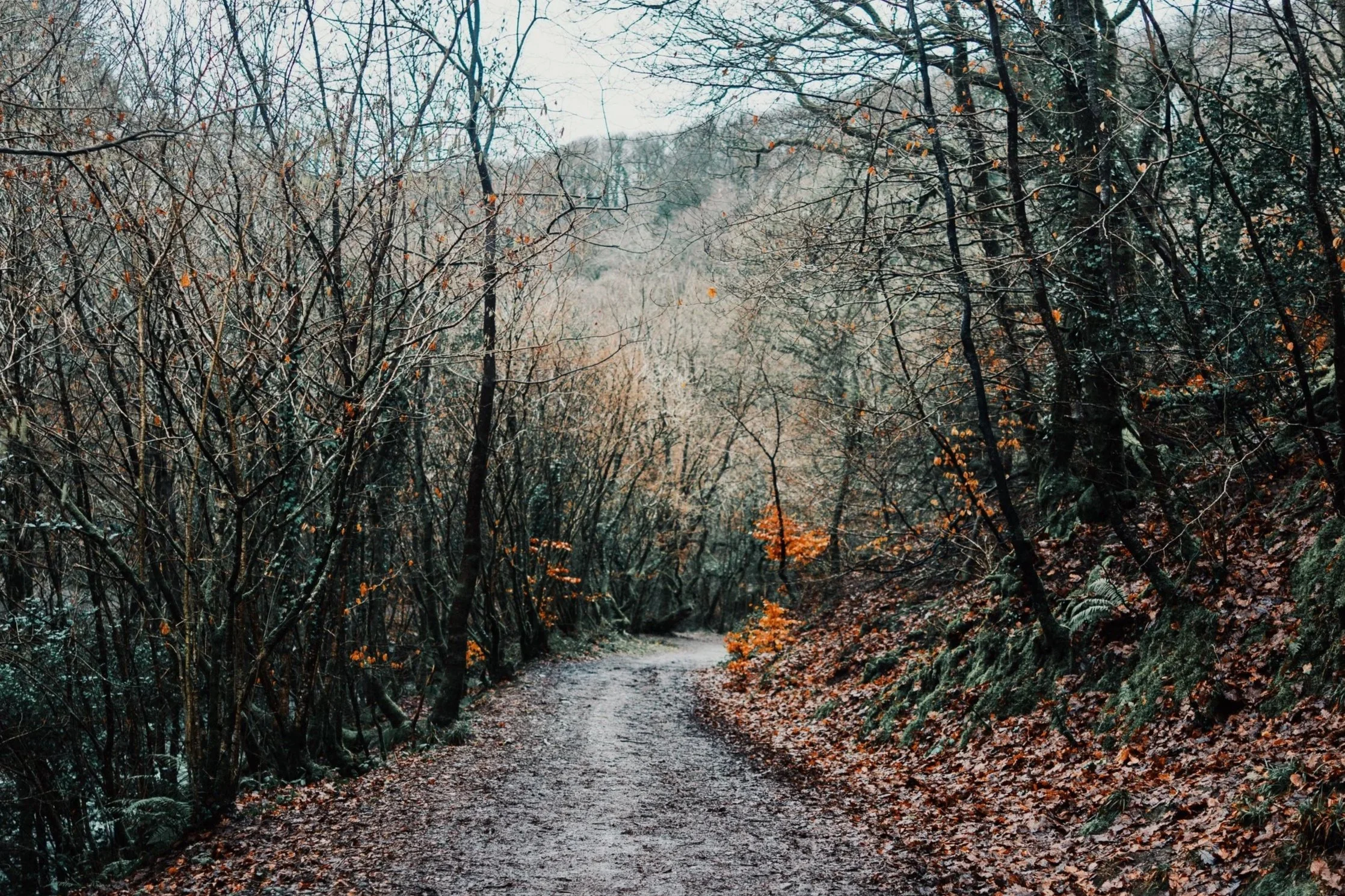 Fine Art Photograph of woodland in Devon 