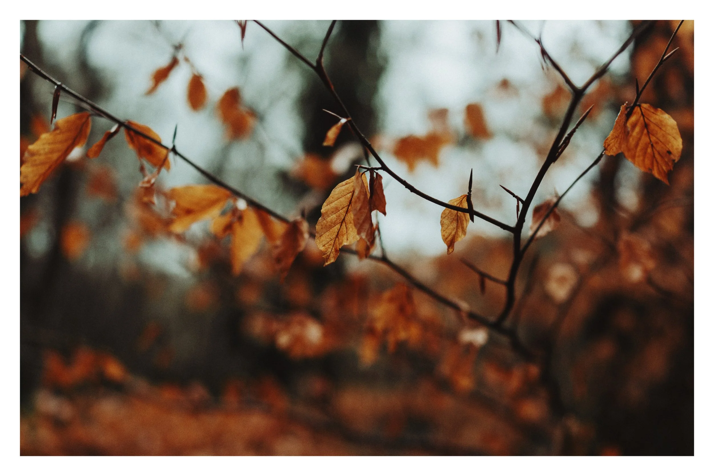 Photo of Autumn Leaves Devon Woodland
