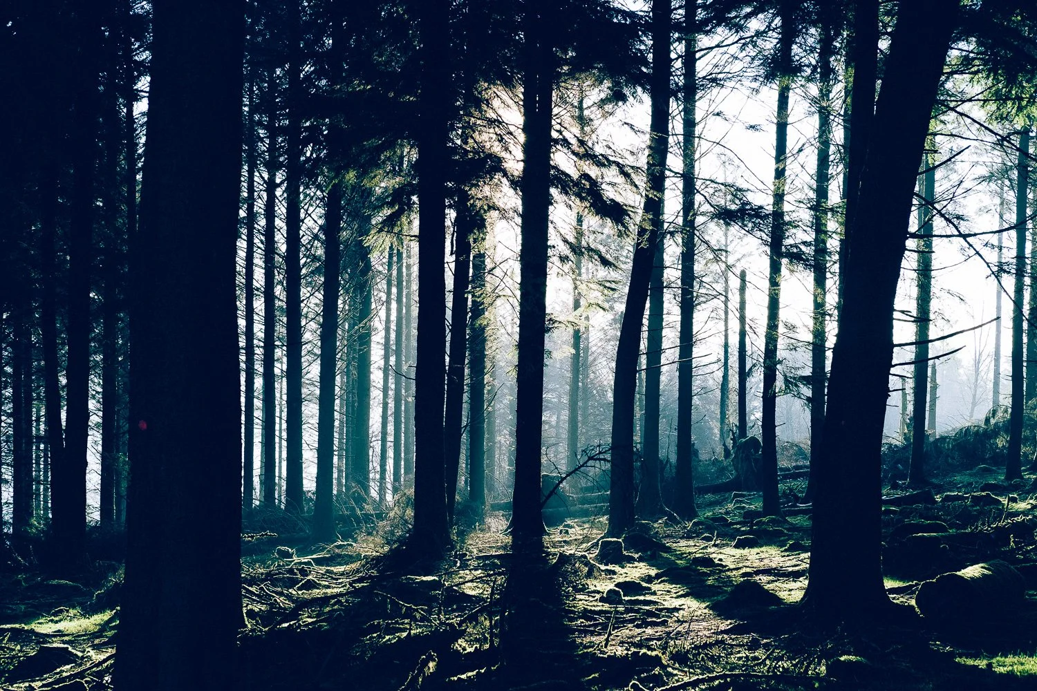 Sunlight filtering through dense forest trees illuminating the forest floor covered in rocks and fallen branches. Taken at Burrator on Dartmoor Devon 
