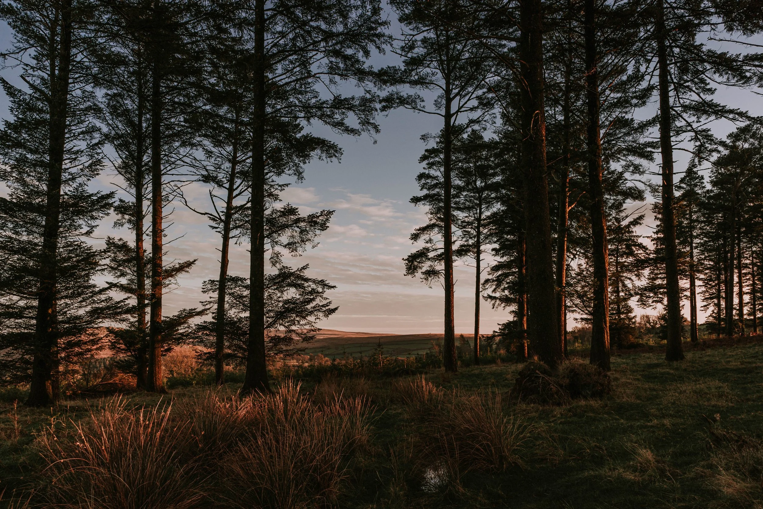 A forest scene at sunset with tall trees silhouetted against a colorful sky. Taken at Burrator on Dartmoor Devon 