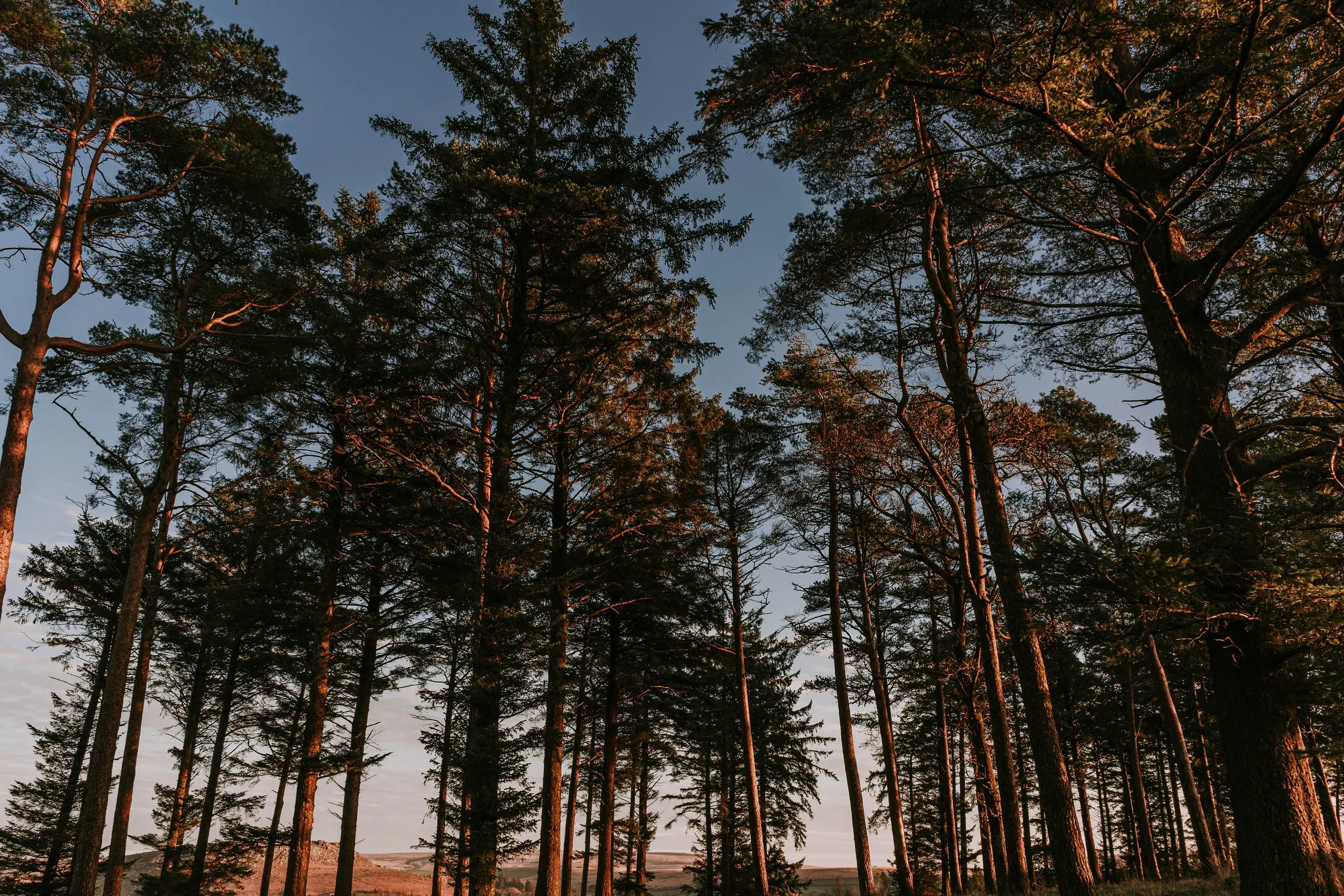 Tall trees in a forest during sunset with a clear sky. Taken at Burrator on Dartmoor Devon