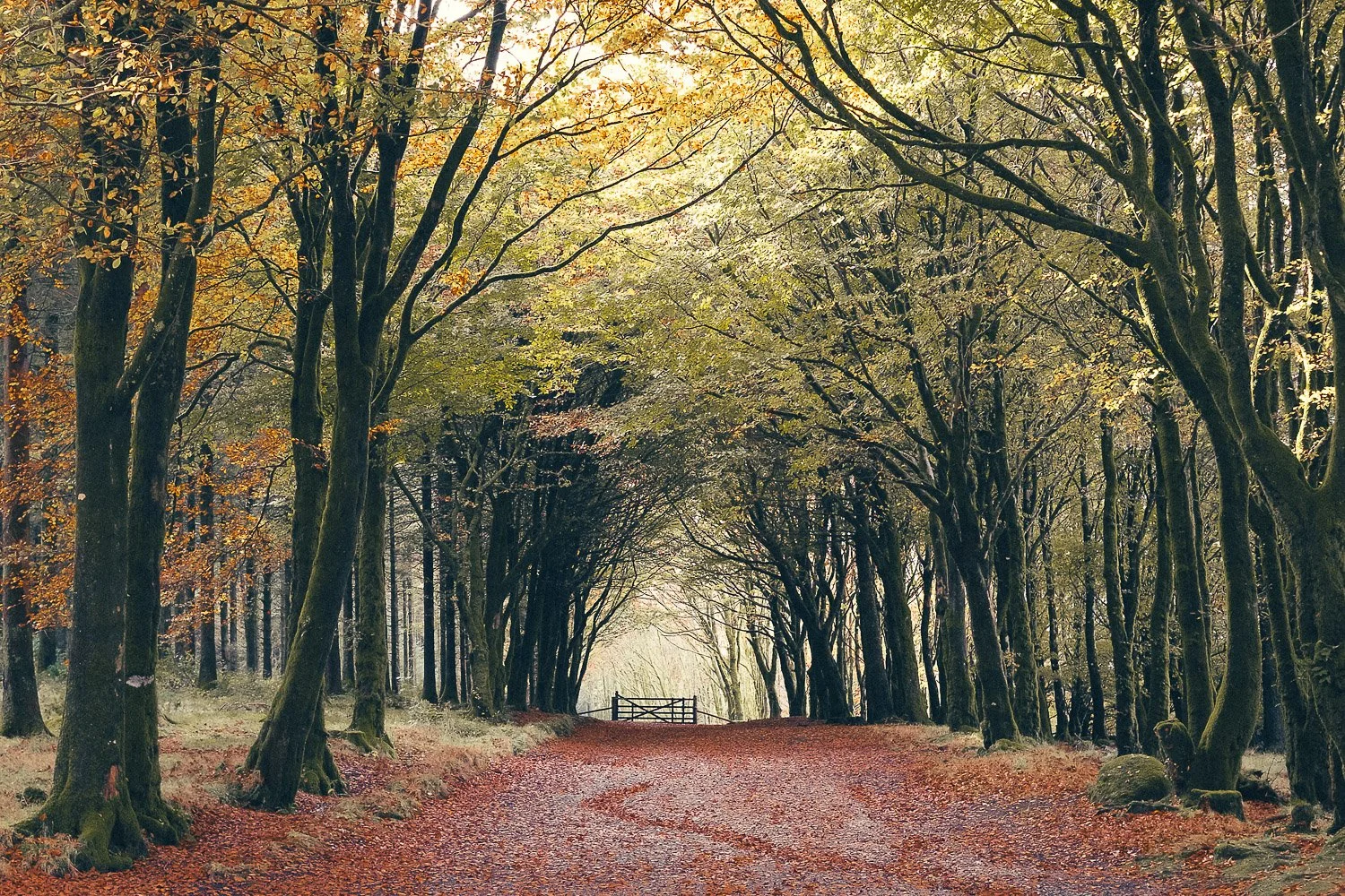 A peaceful forest path covered with fallen autumn leaves, surrounded by tall trees with green and orange leaves, and a small wooden gate at the end of the path. Taken at Postbridge, Dartmoor Devon