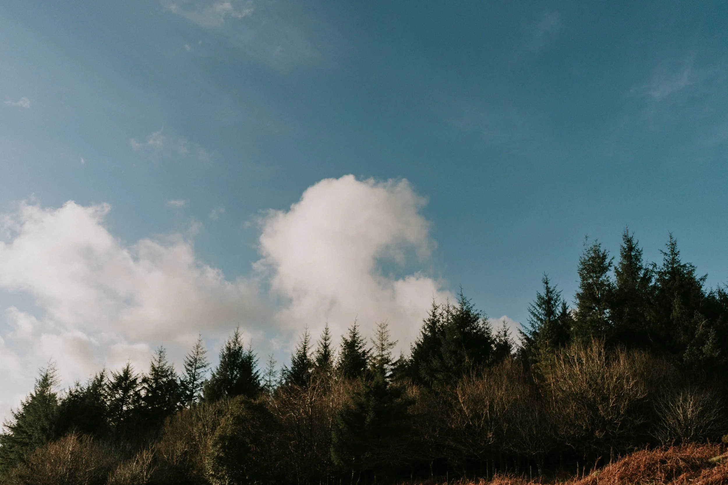 A forest with a mix of evergreen and leafless trees against a blue sky with white clouds.