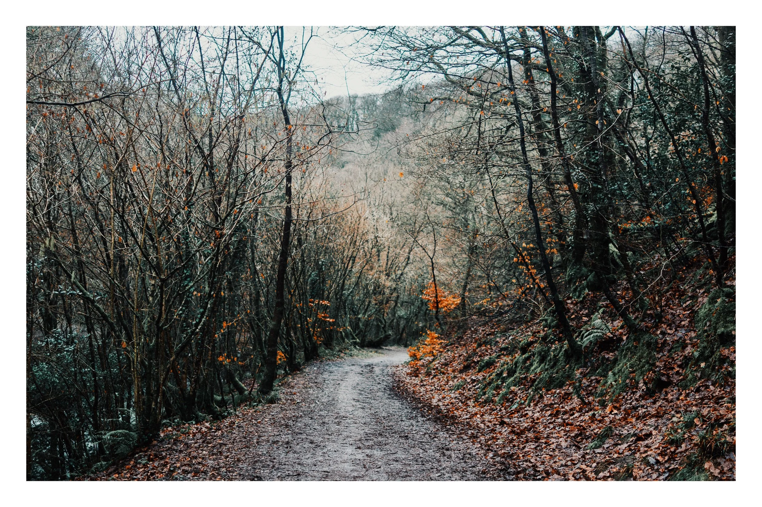 A fine Art photo of woodland in Devon
