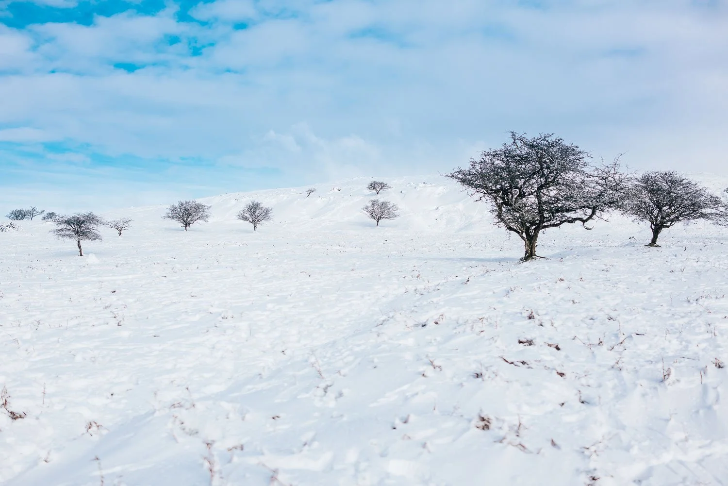 Snow-covered field with sparse, leafless trees and a partly cloudy sky. Taken at Sharpitor on Dartmoor 