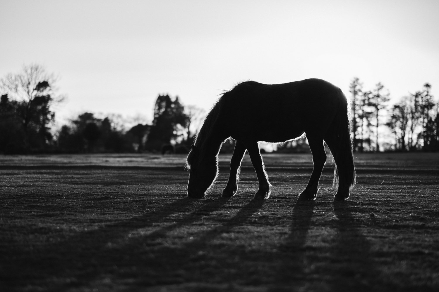 Silhouette of a horse grazing on a field during sunset or sunrise with trees in the background. Taken At Yelverton, Devon 