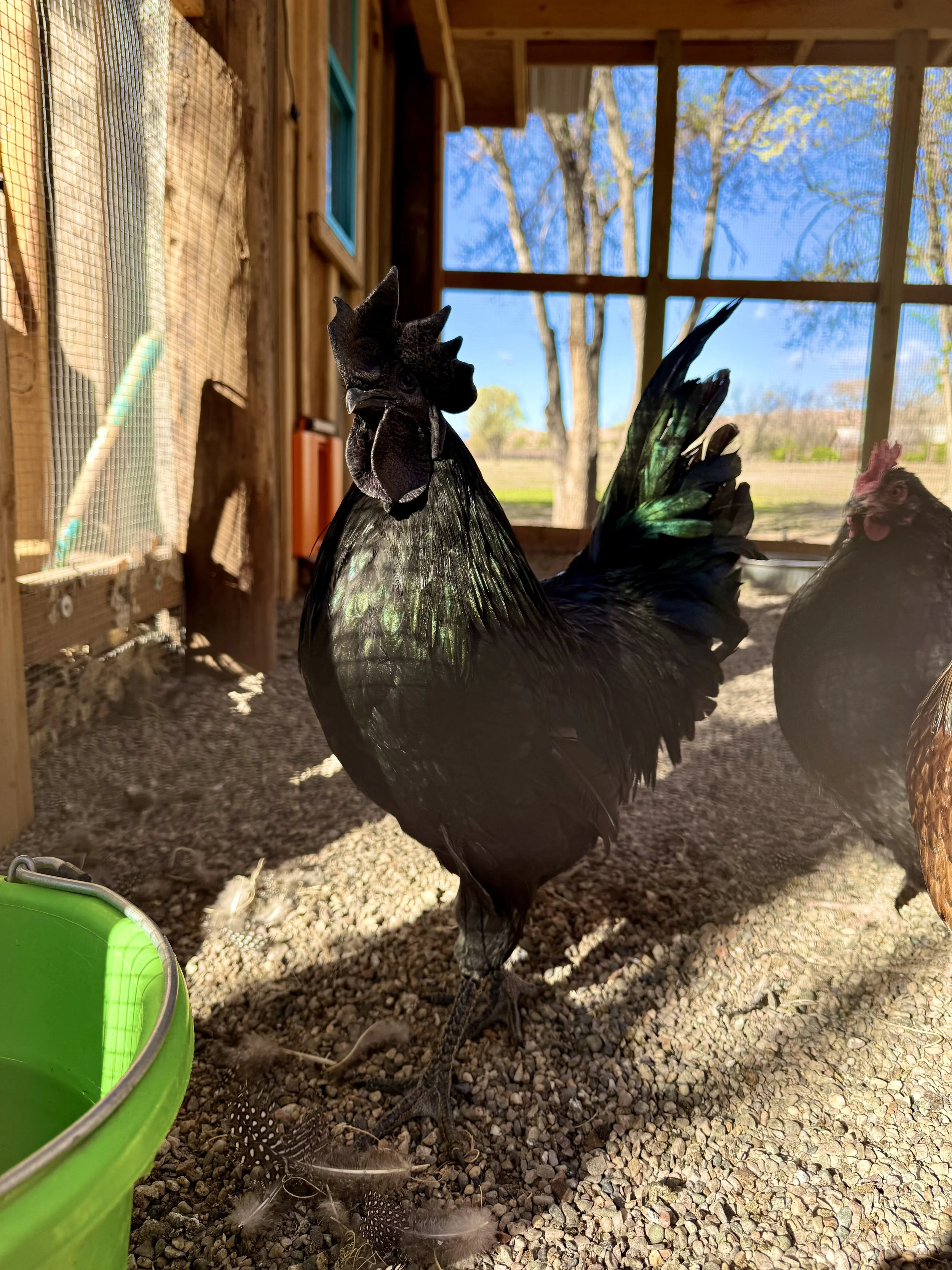 HANDSOME THE HOMESTEADER