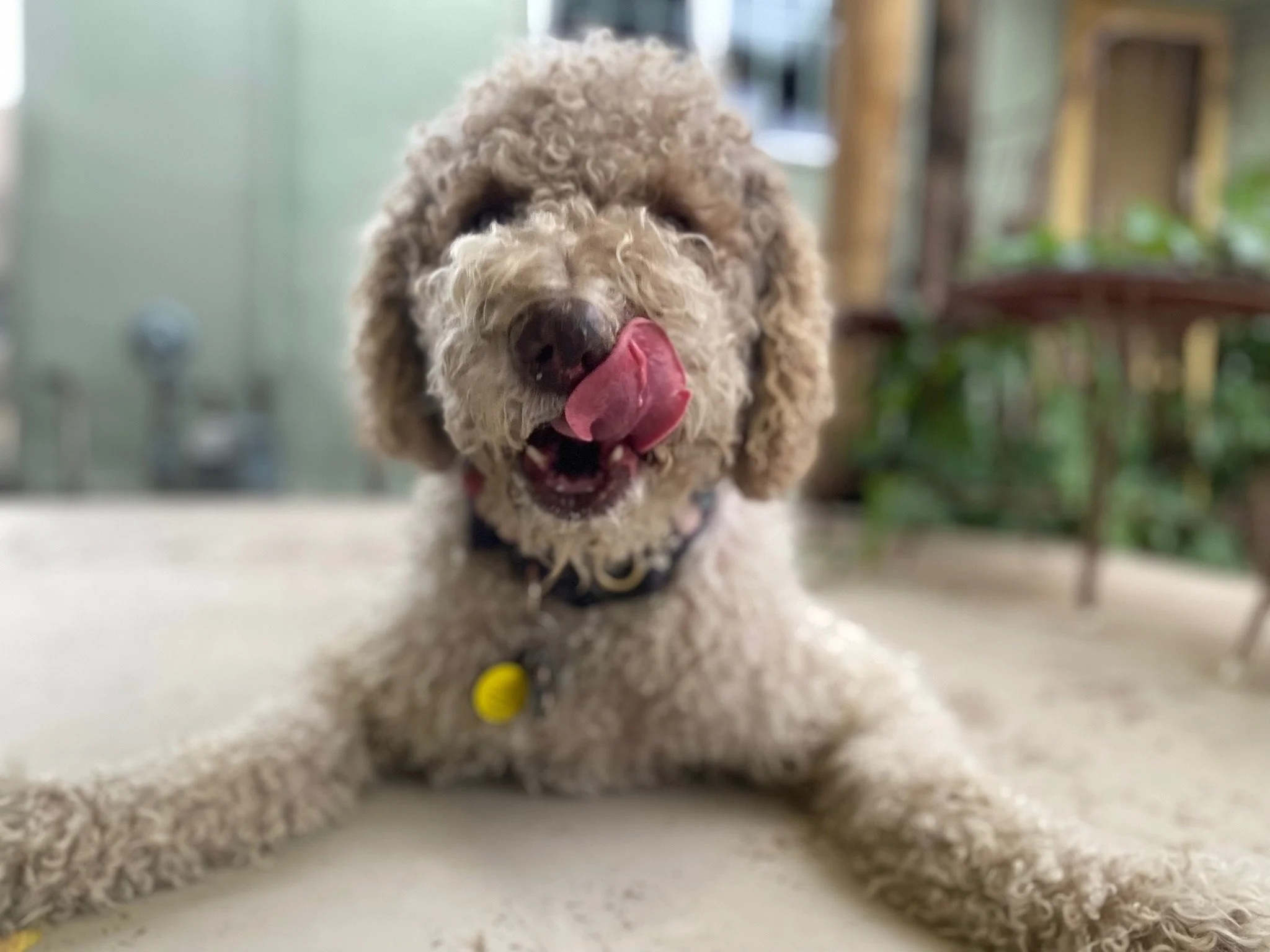 DOG DAYS ARE[N'T] OVER