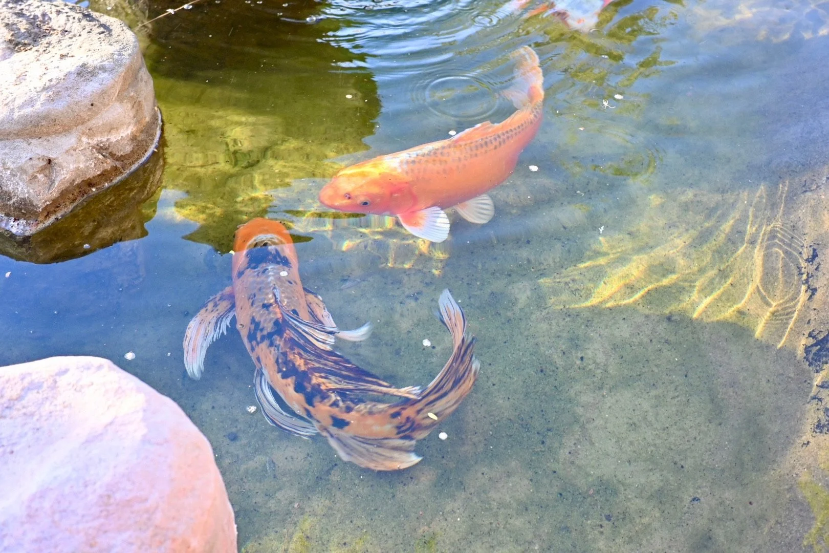 FISH ARE FRIENDS