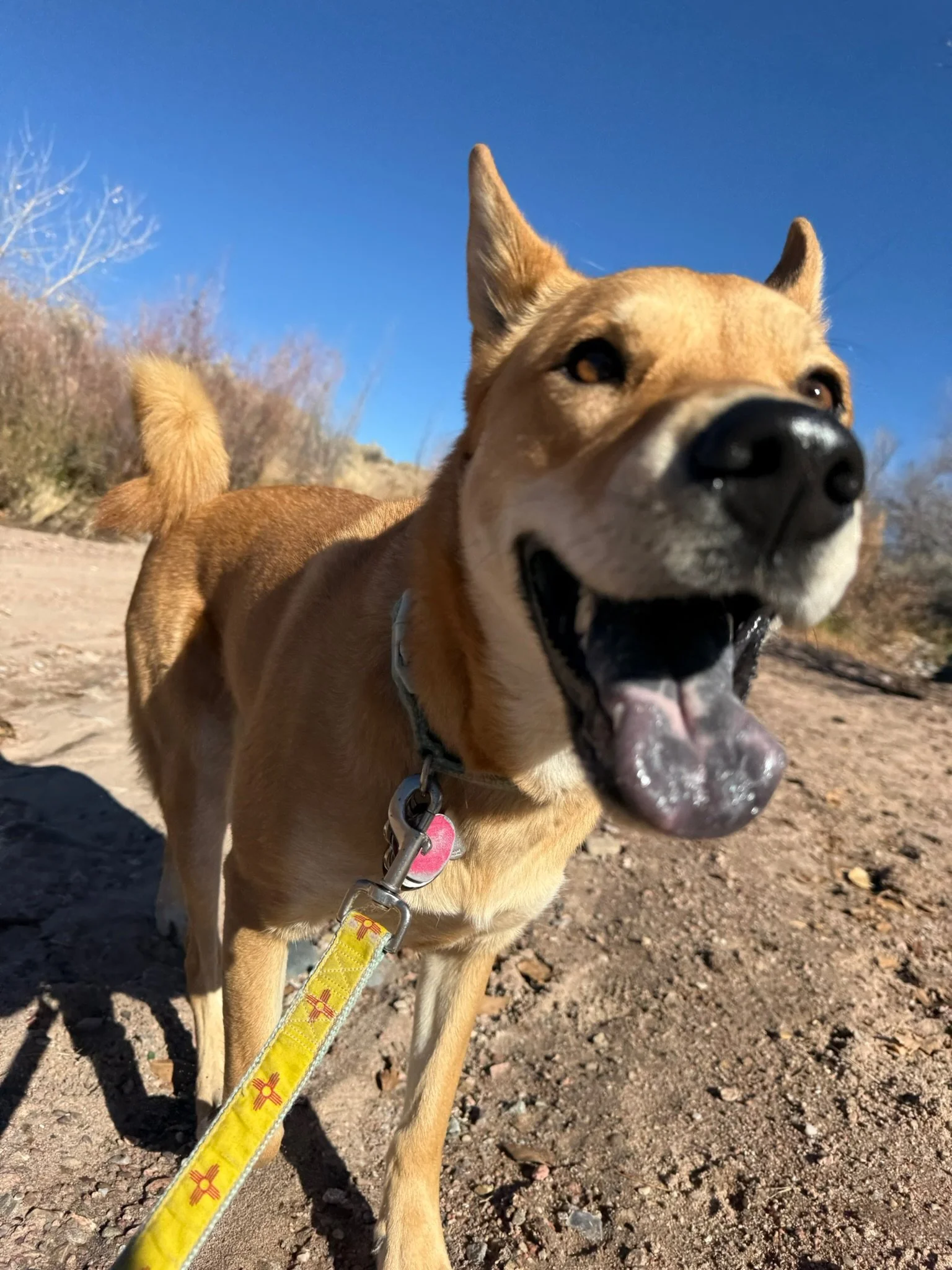 Very Happy Carolinian Dog with a blue sky in the background