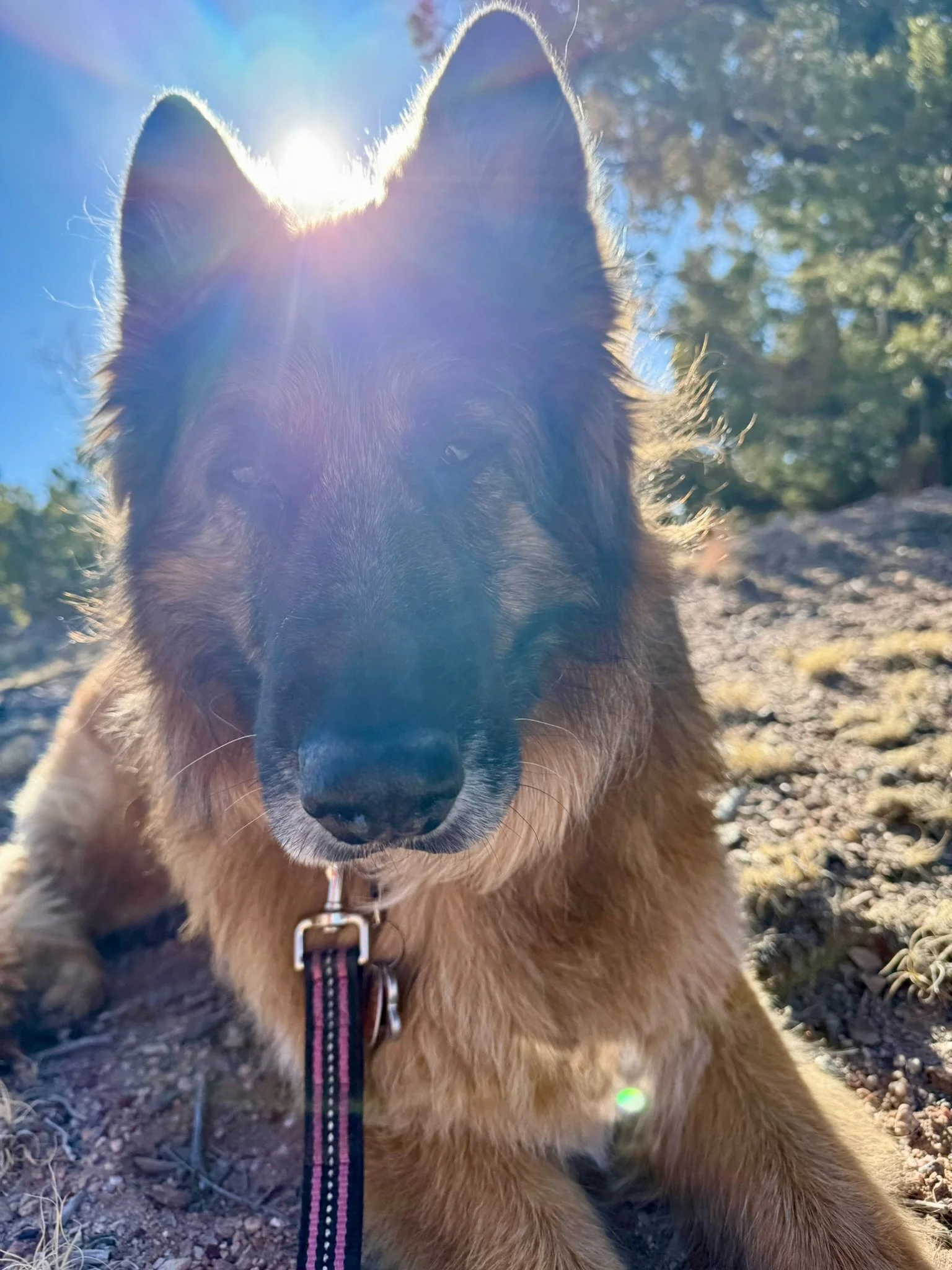 A German shepherd laying on the ground, illuminated by the sun