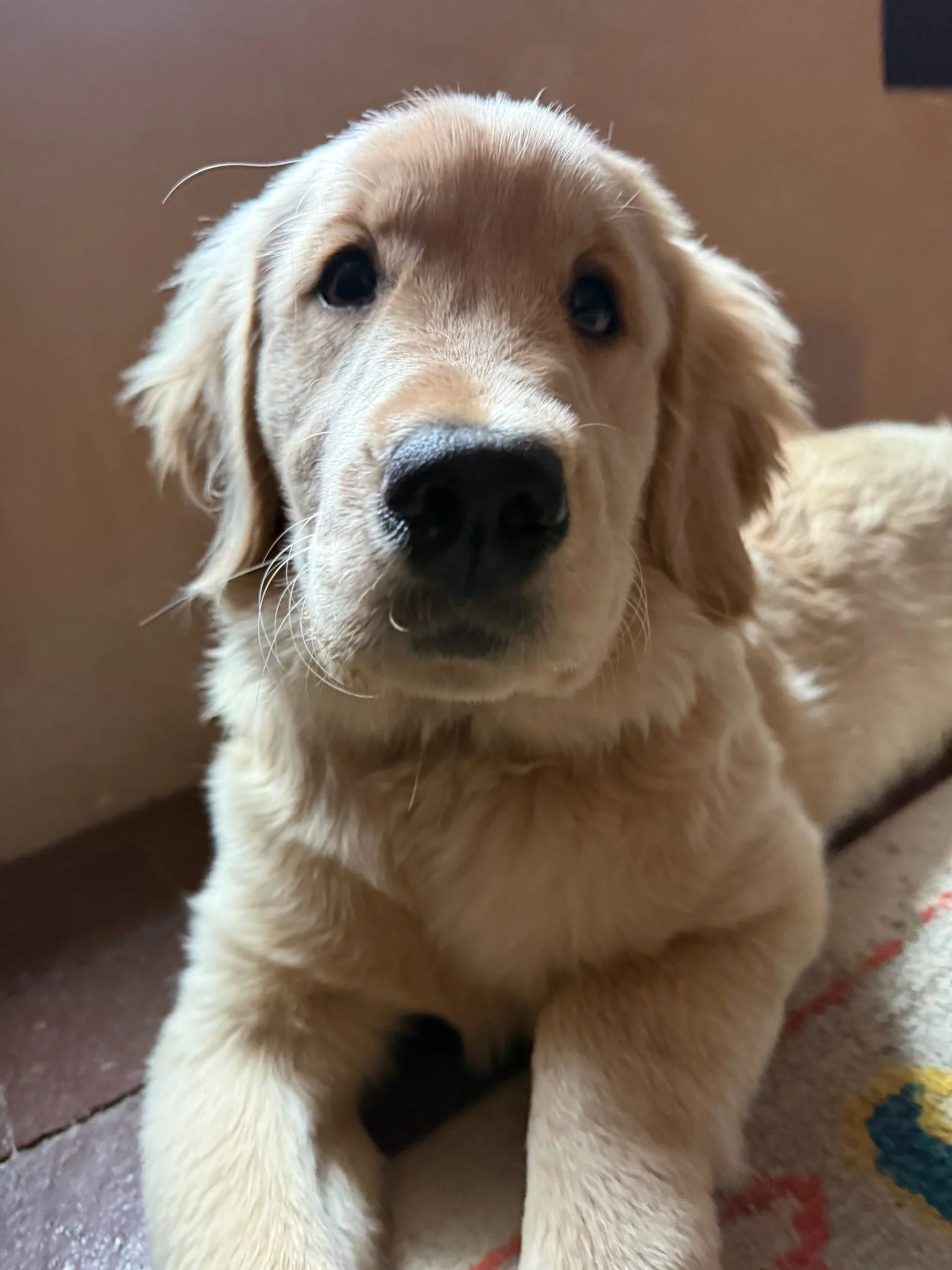 PUPPY PROCUREMENT