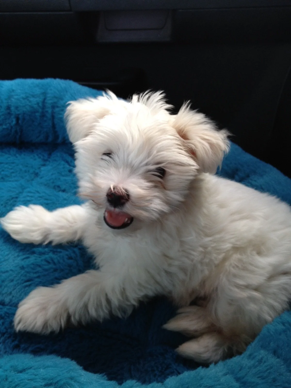 RIDING IN CARS WITH DOGS