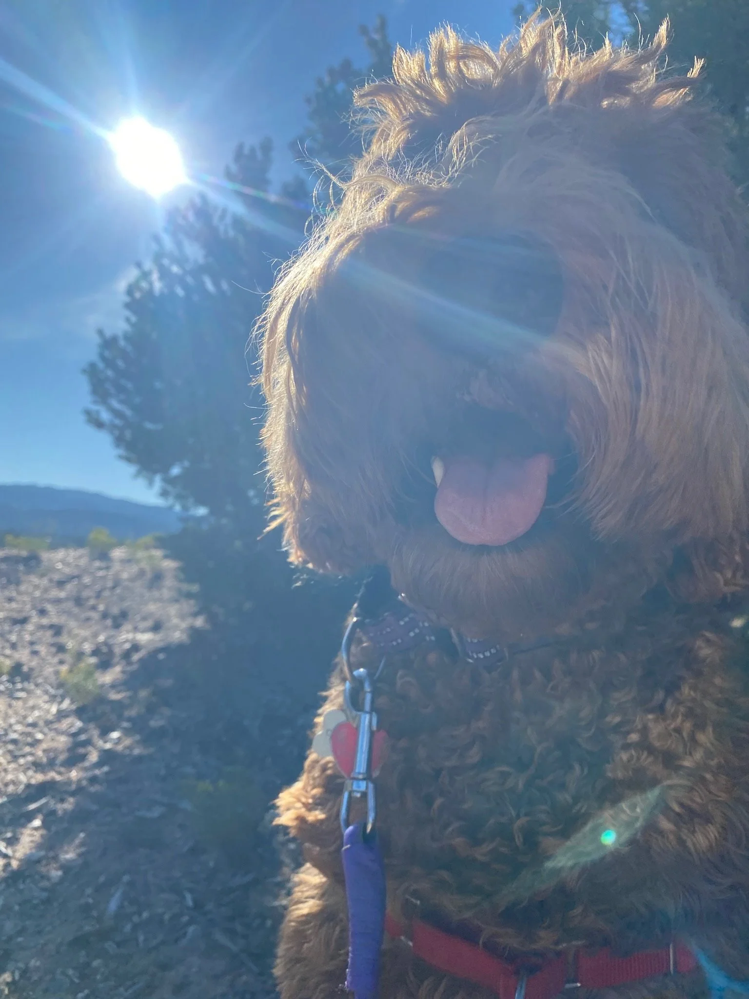 A golden doodle with his tongue out, illuminated from behind by the sun