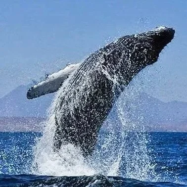 whalebreach.jpg
