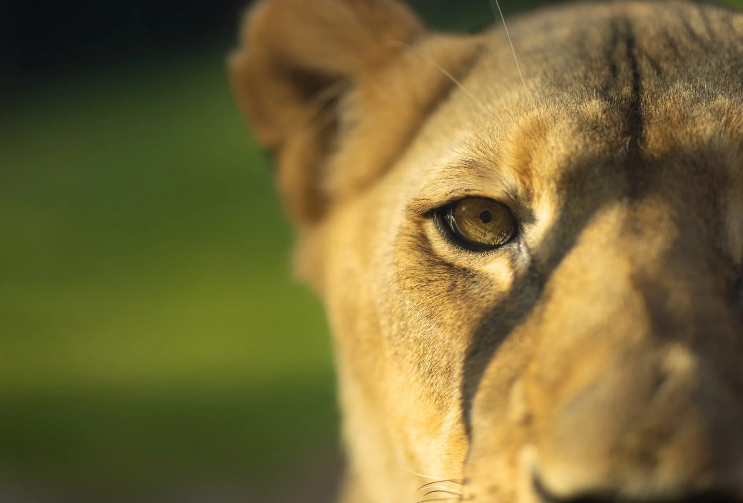 Close-up of a lioness's face showing her eye and part of her nose, with a blurred green background.