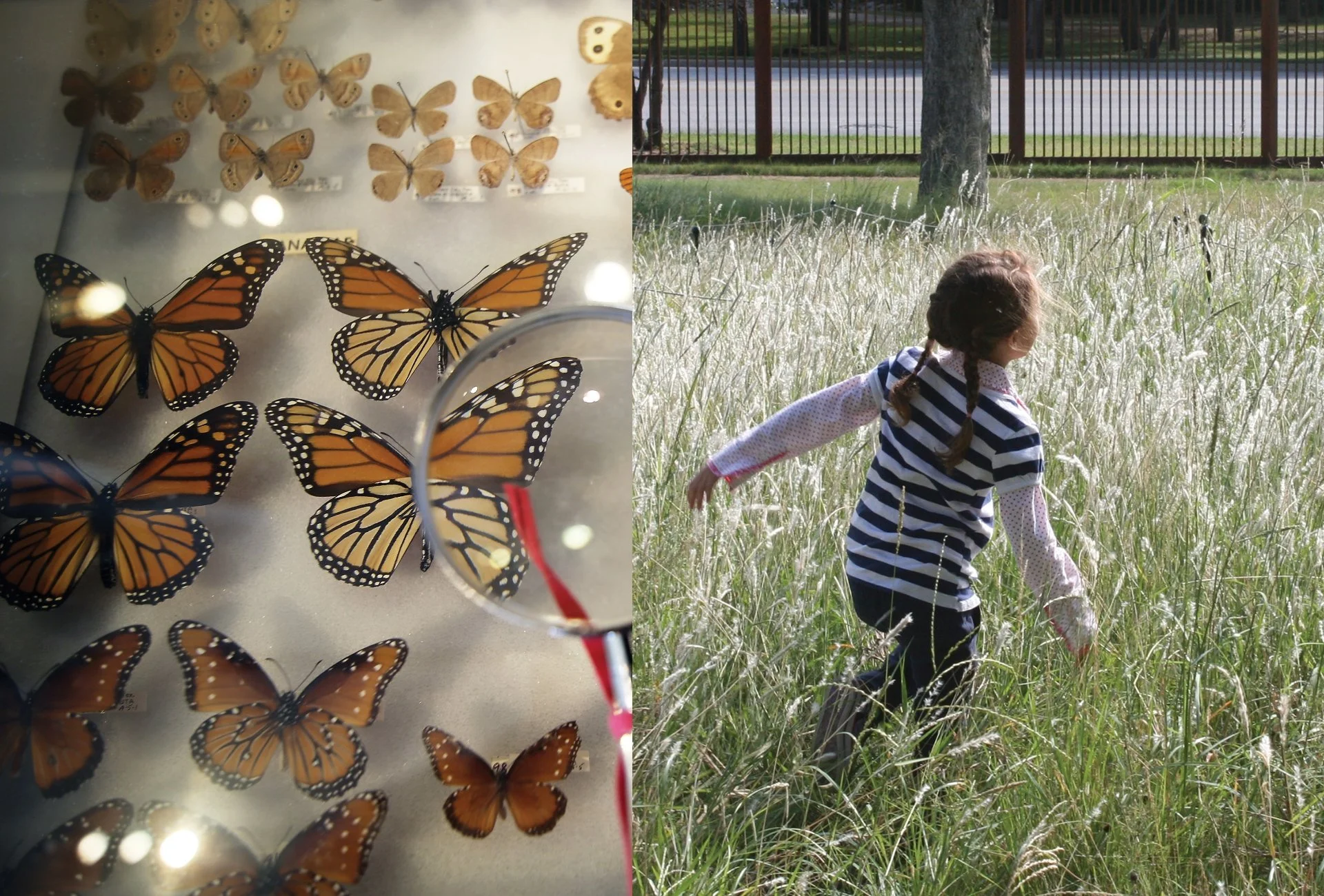A girl with braided hair wearing a striped shirt and polka dot sleeves is reaching out to touch tall grass in a park, while a display case of monarch butterflies is shown on the left.