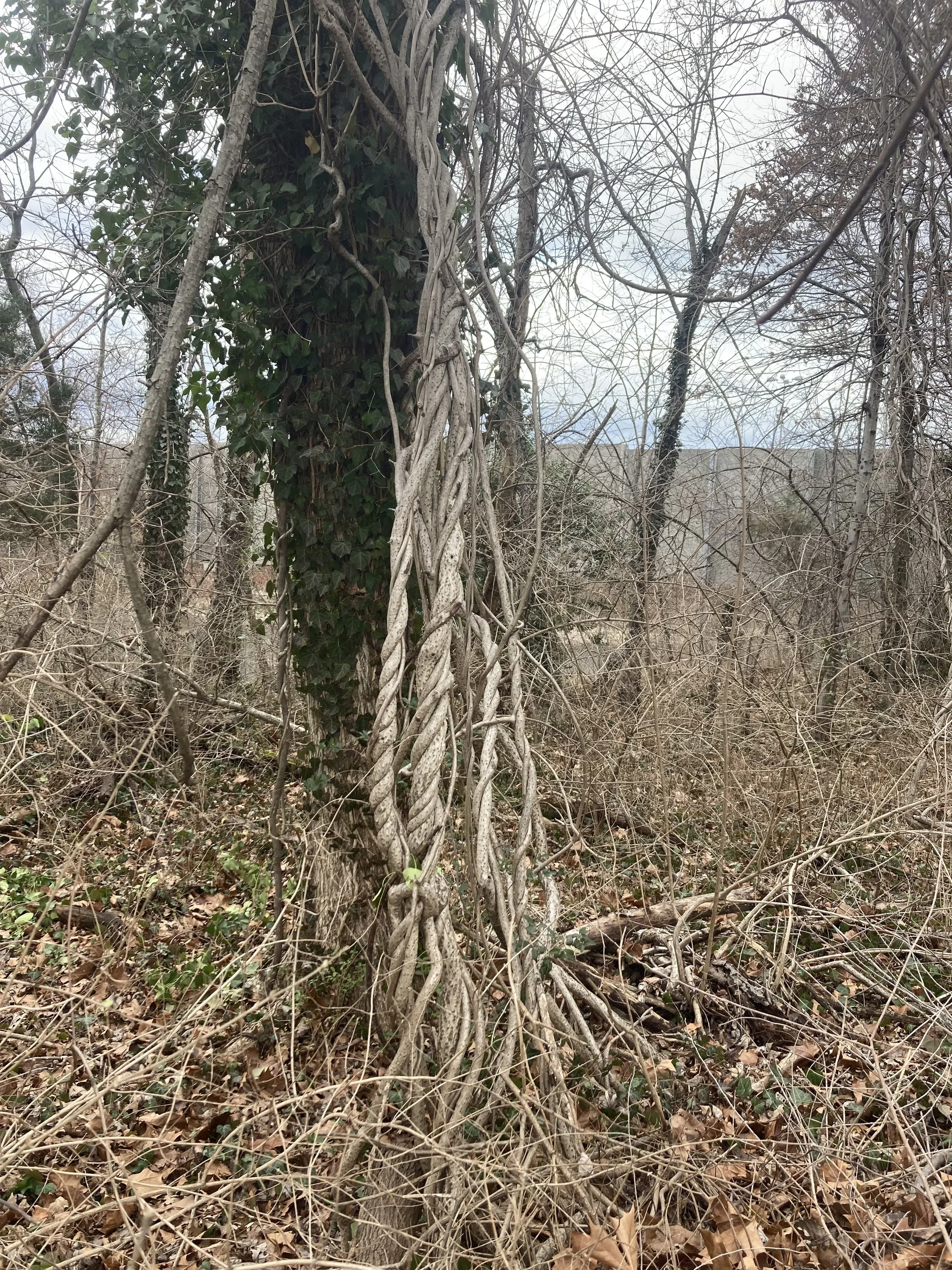 Forest Thinning and Vine Management