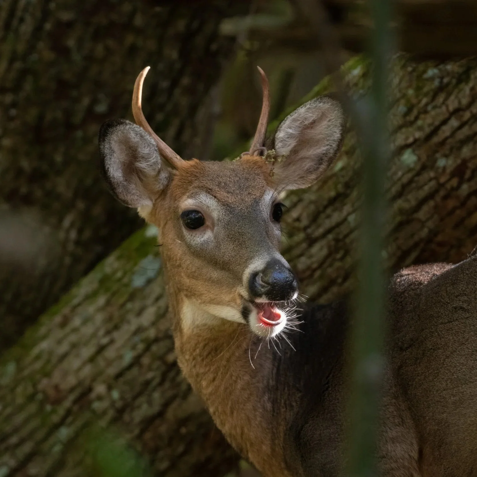 Creation of Game and Non-Game Wildlife Habitat