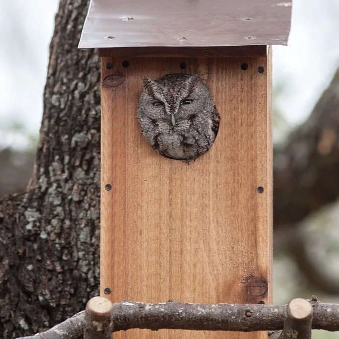 Bat and Bird Box Installation