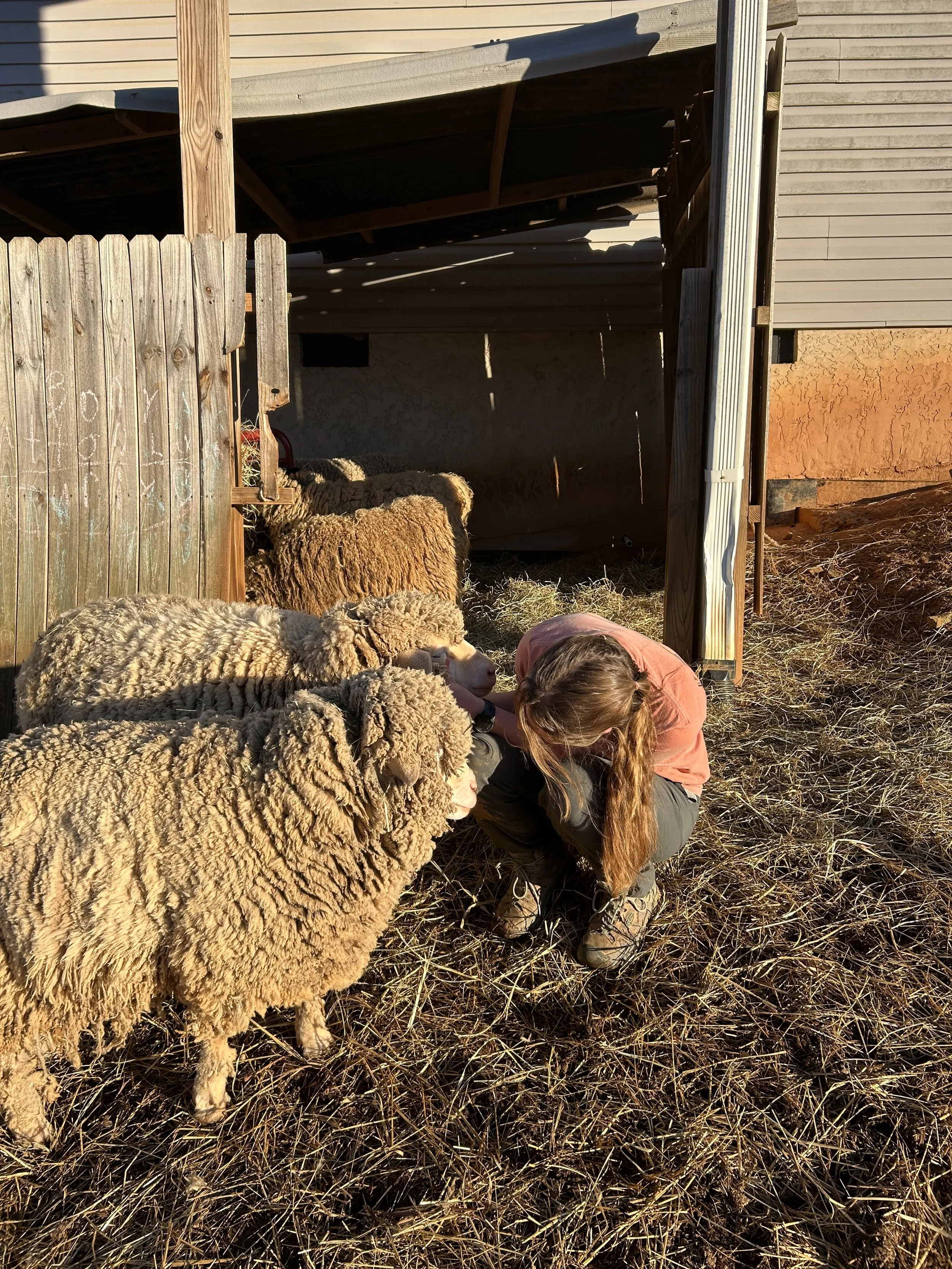 Farm Sitting