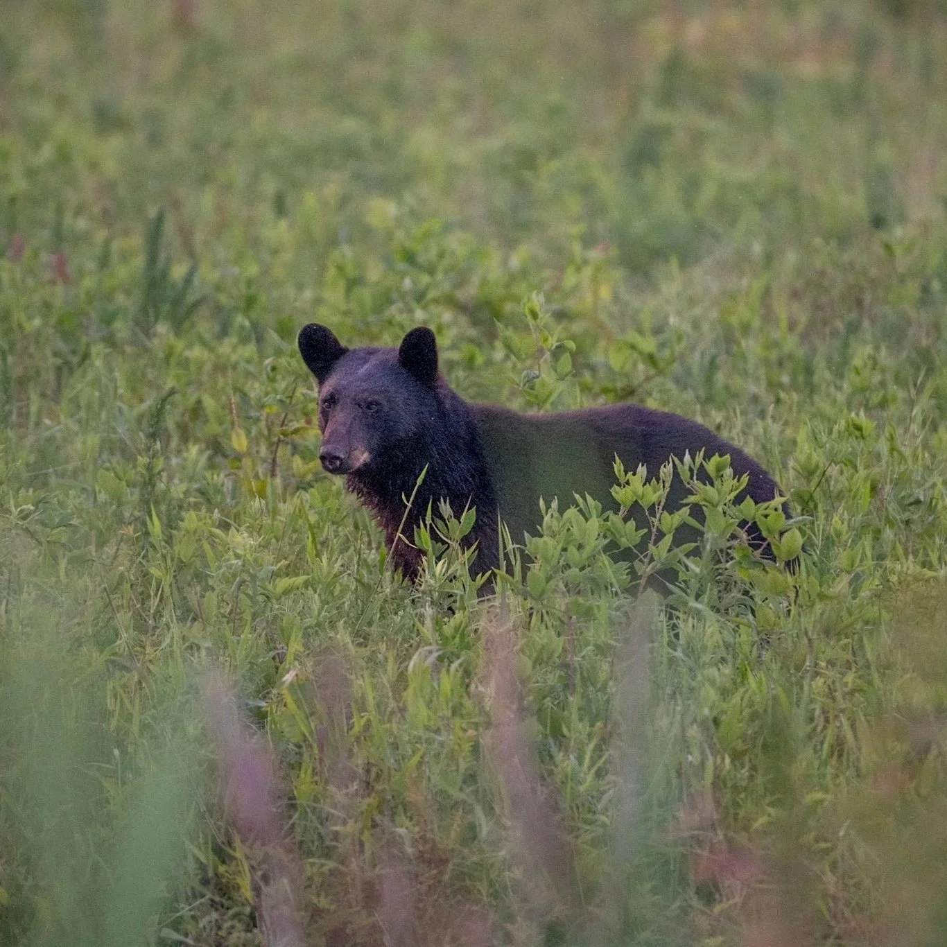 Bear Proof Bird Feeders