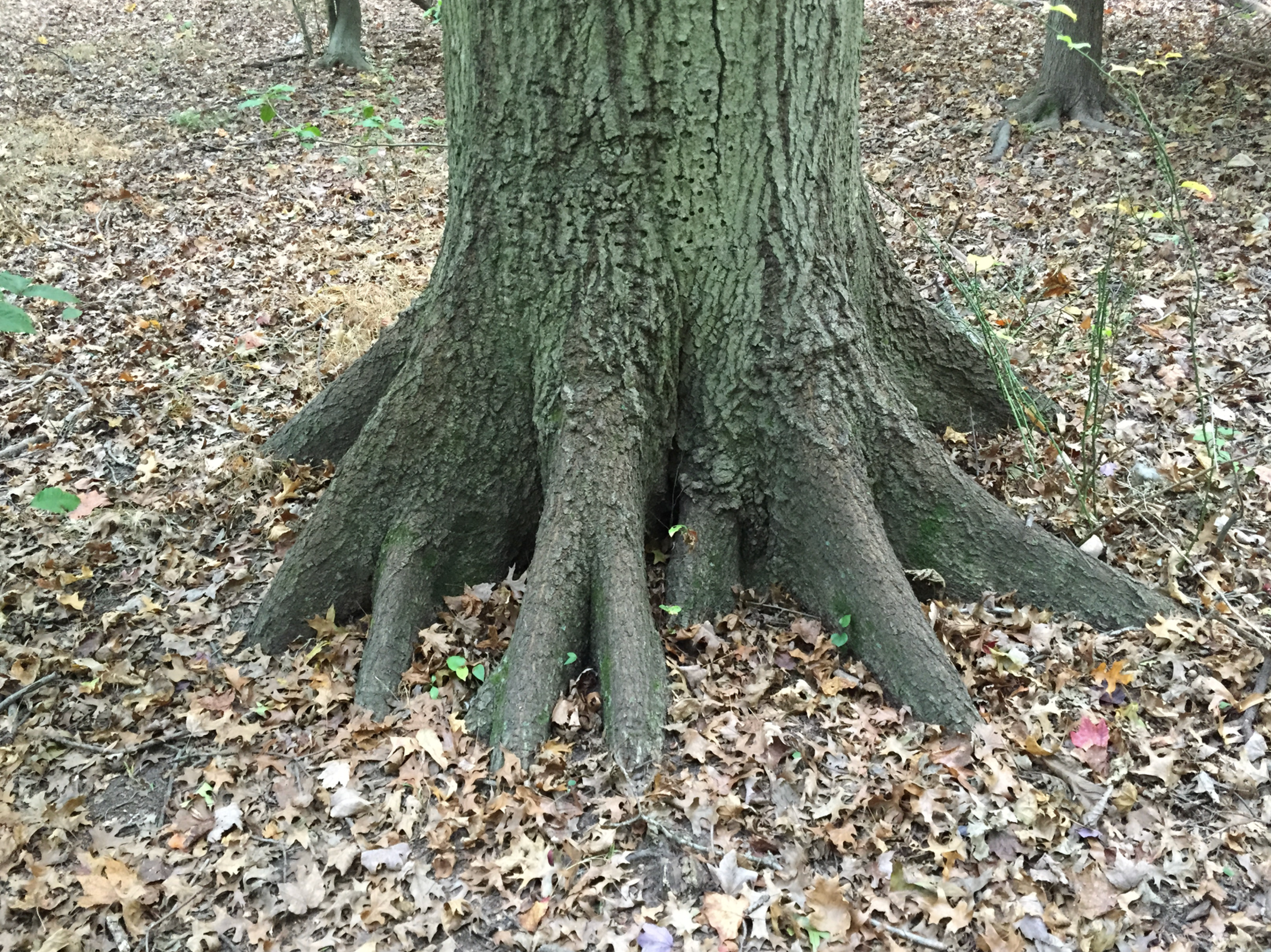 Root Flare Exposure