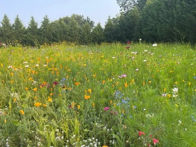 Wildflower Meadows