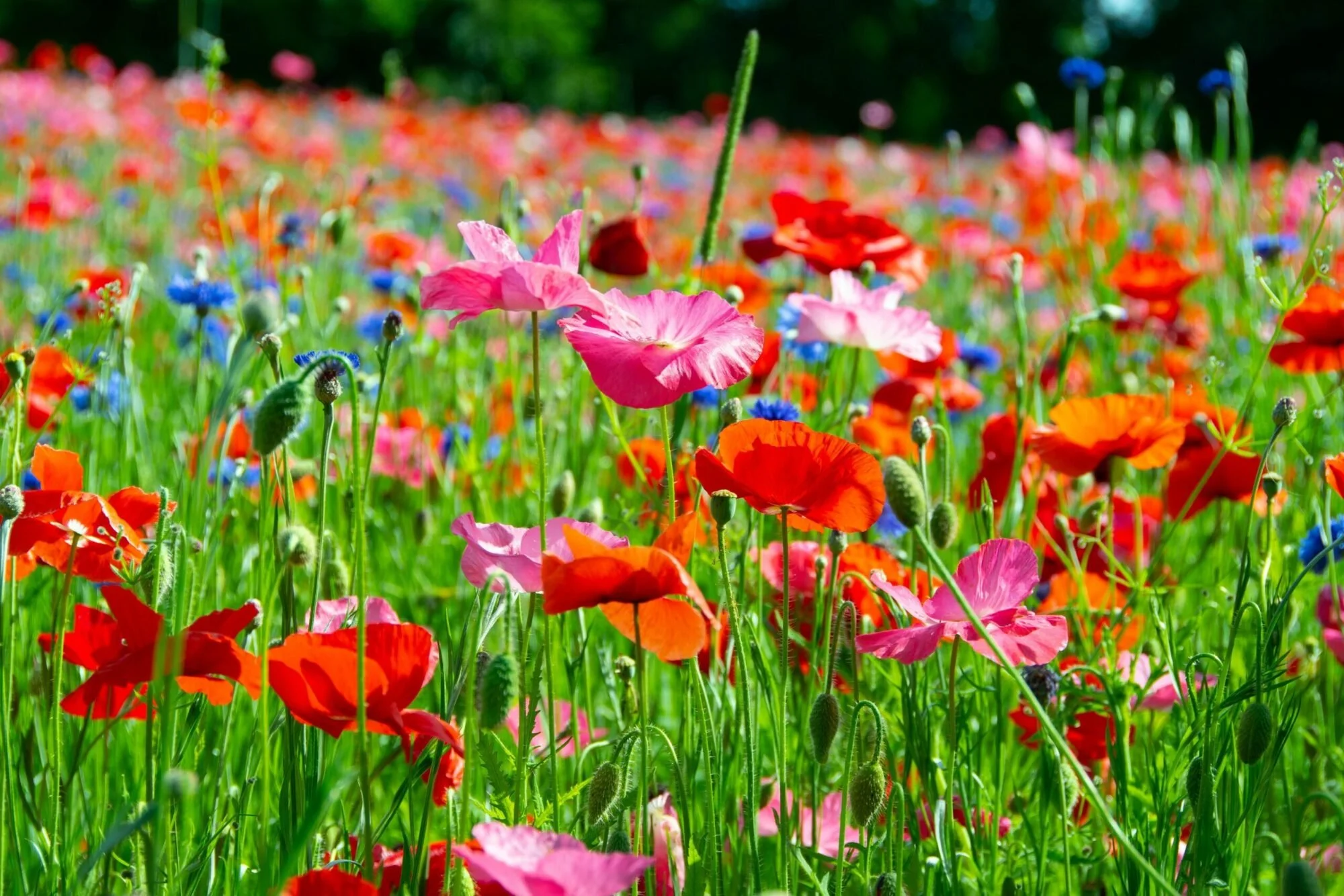 Wildflower Meadows and Pollinator Gardens
