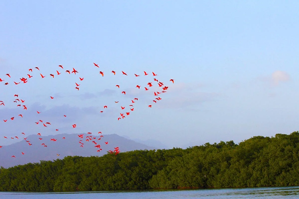 Caroni Swamp, Trinidad