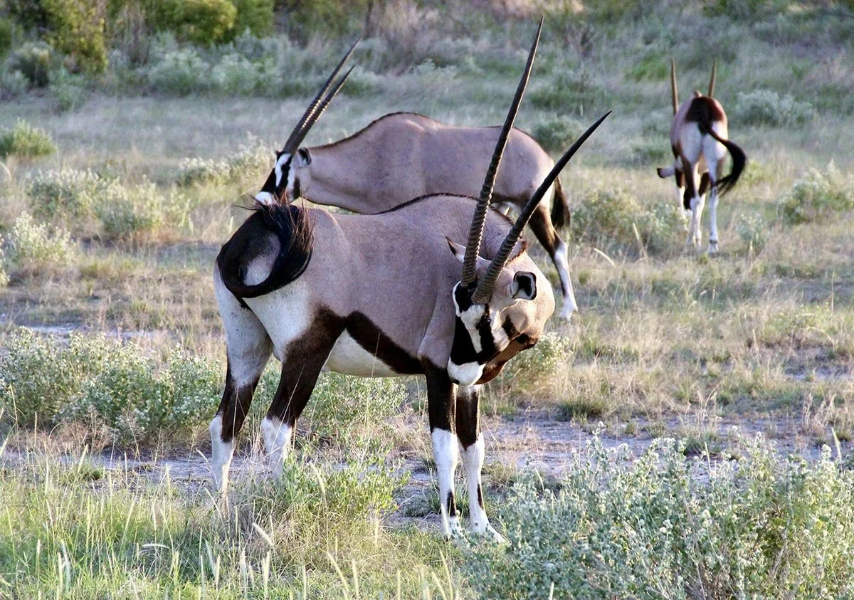 Soussusvelei, Namibia