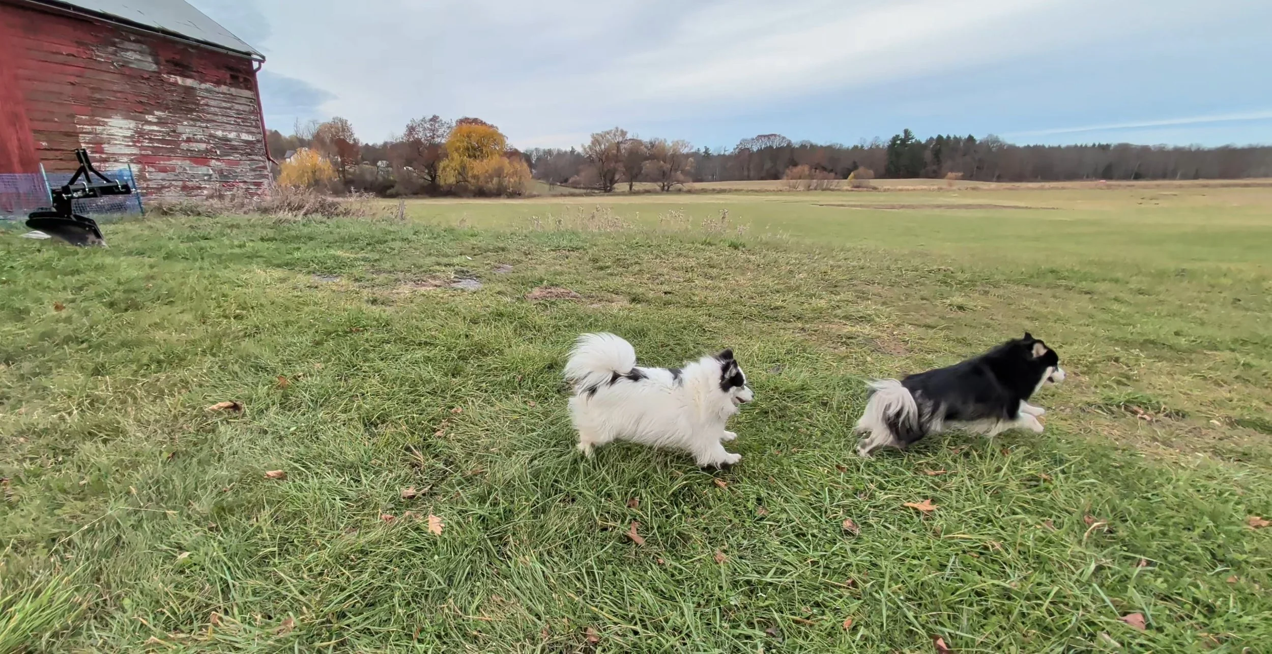 Puppy at Play on the Farm.jpg