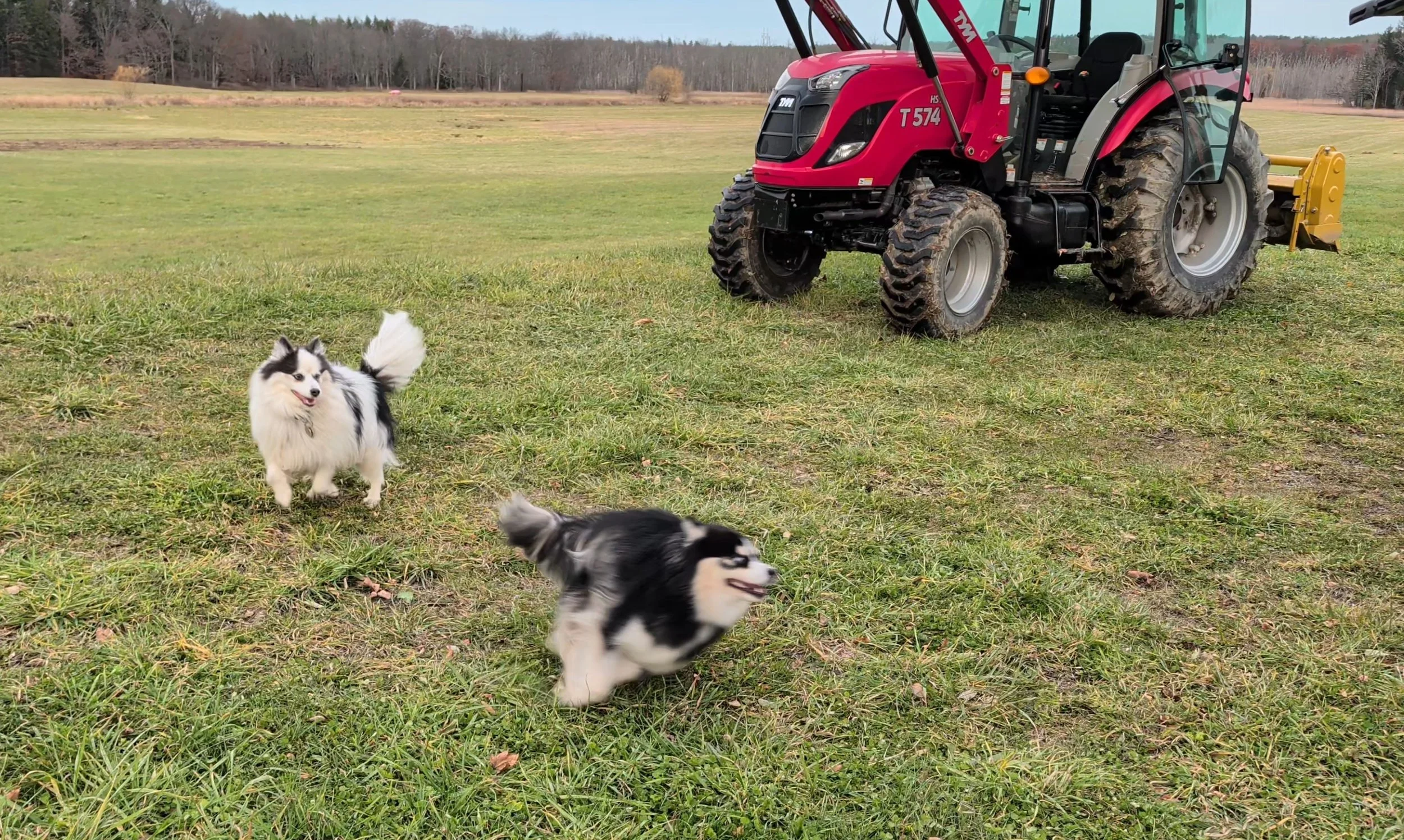 Puppy at Play on the Farm 2.jpg