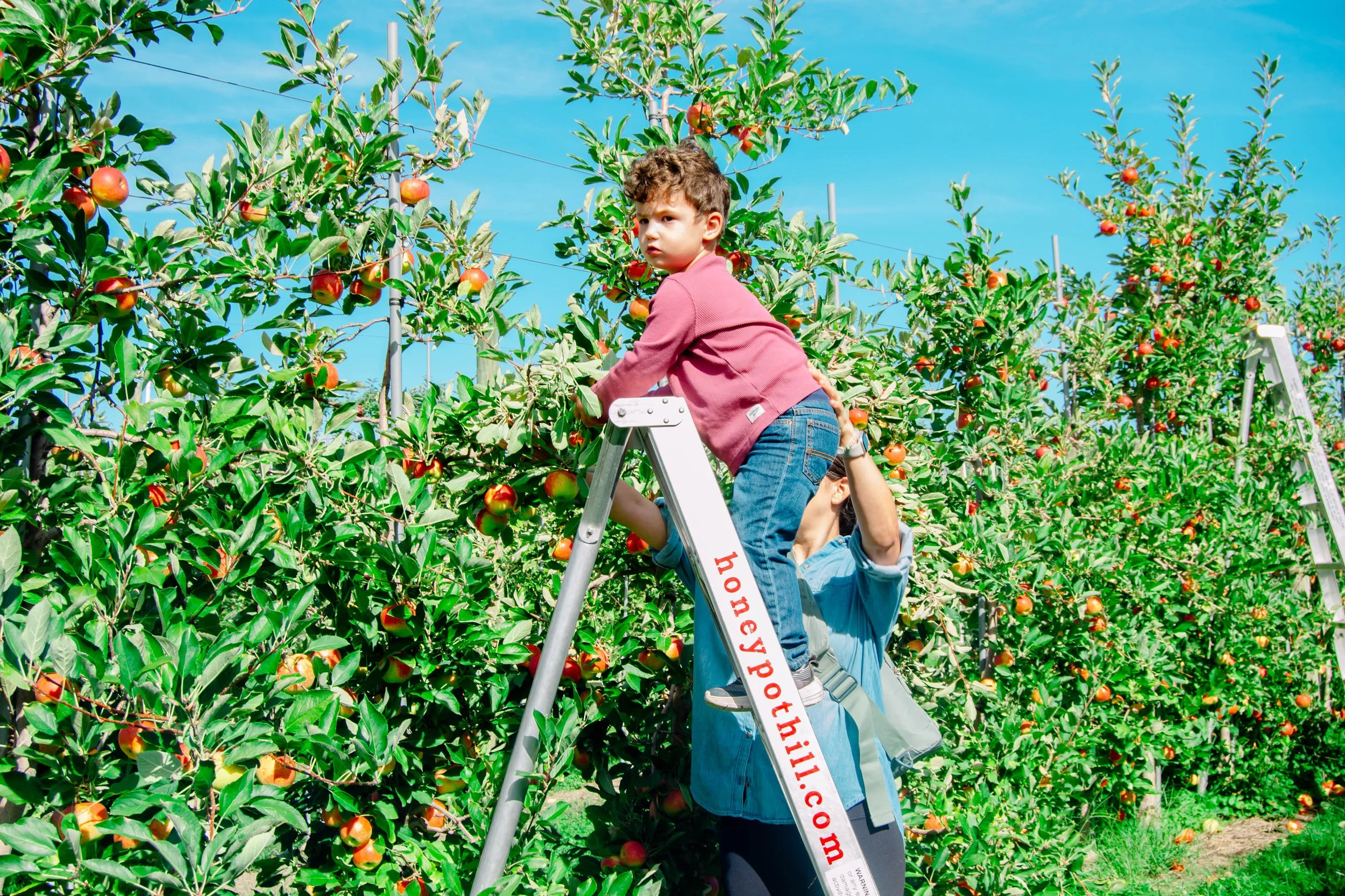 A young boy standing on a ladder picking apples from a tree orchard with the help of an adult woman.