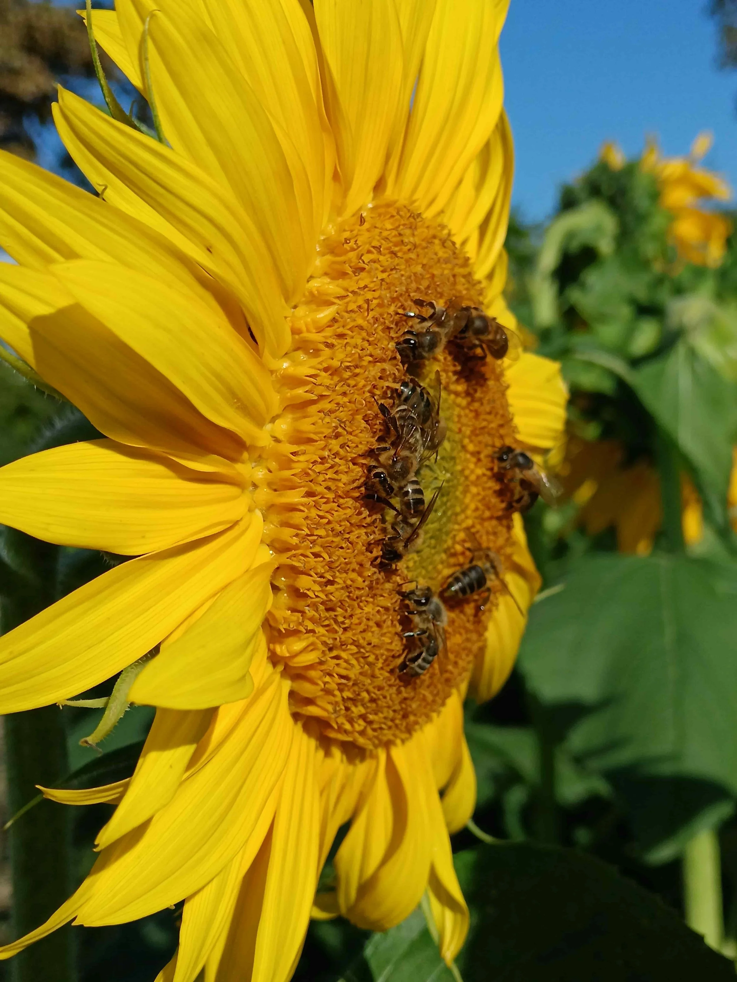 Foto razstava by Irena Habe. :)