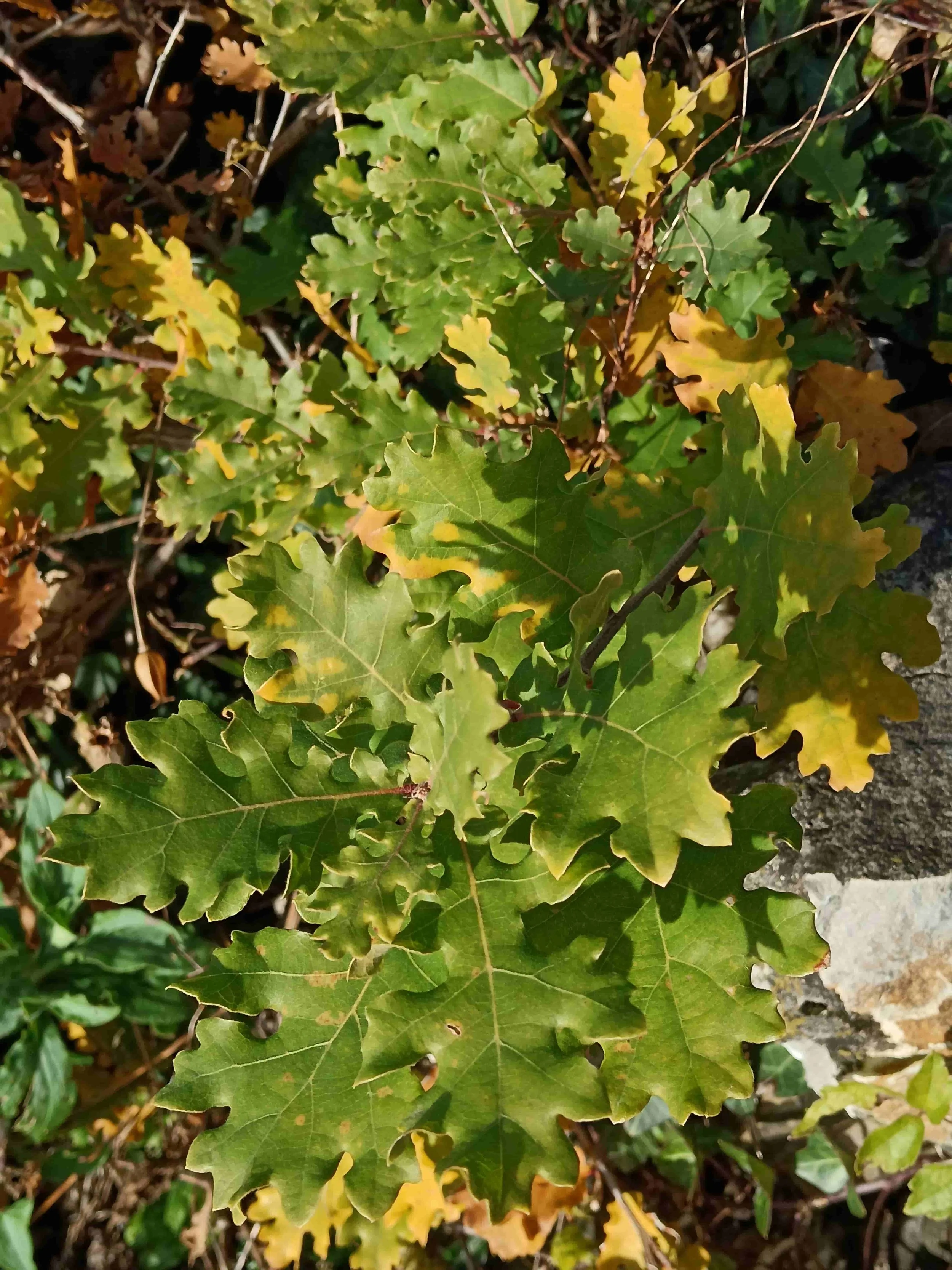 Foto razstava by Irena Habe. :)