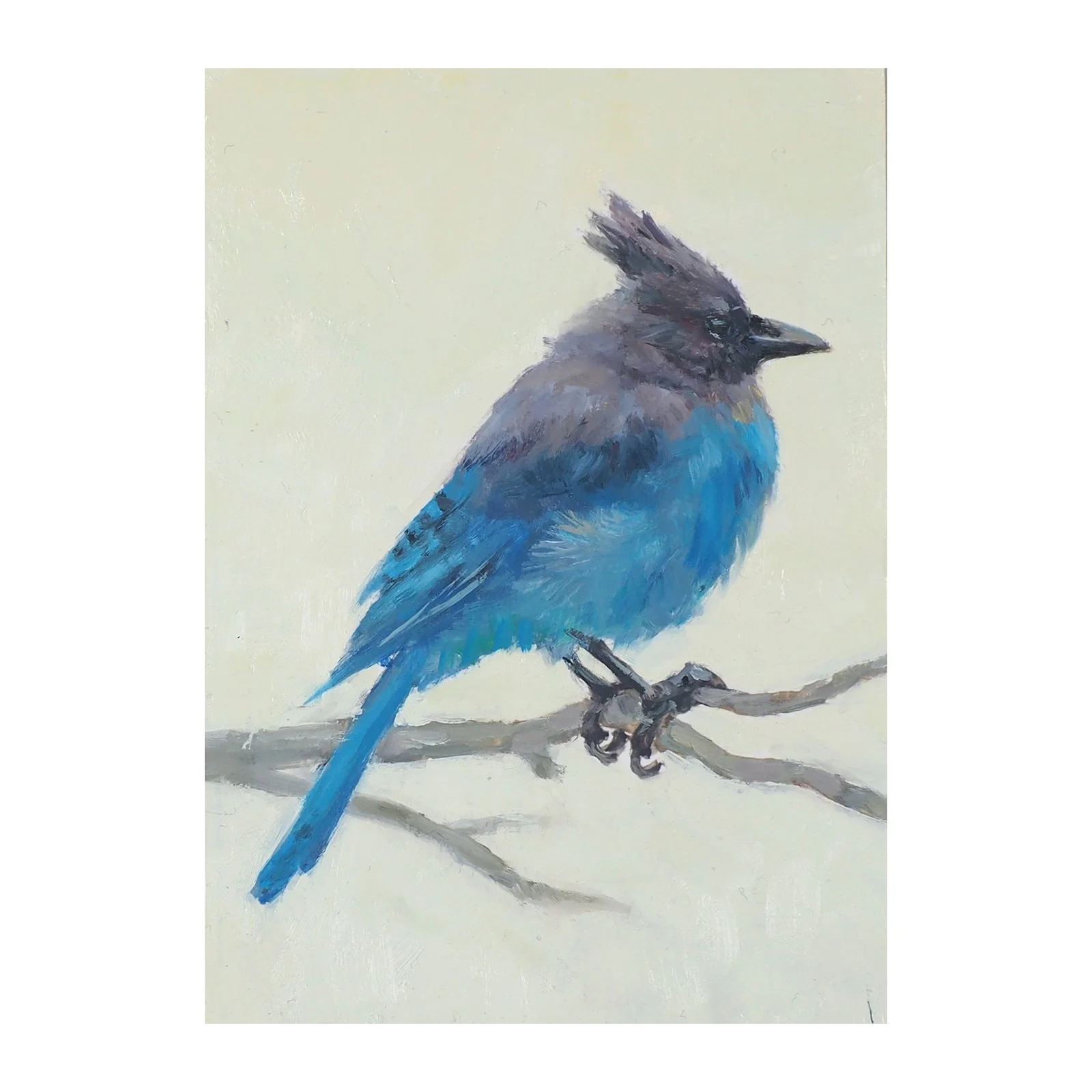 Steller’s Jay