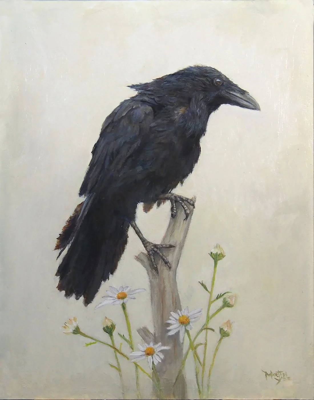 A Raven among the Daisies.JPG