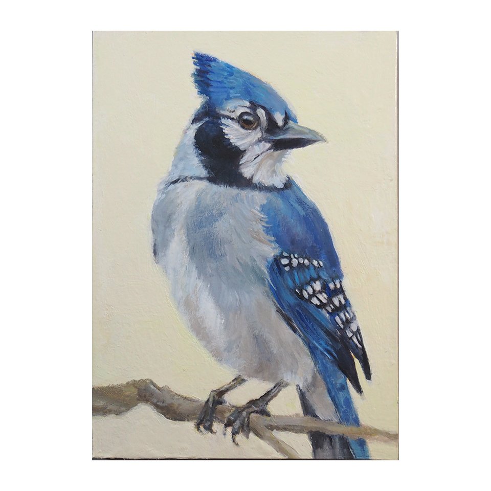 Bluejay