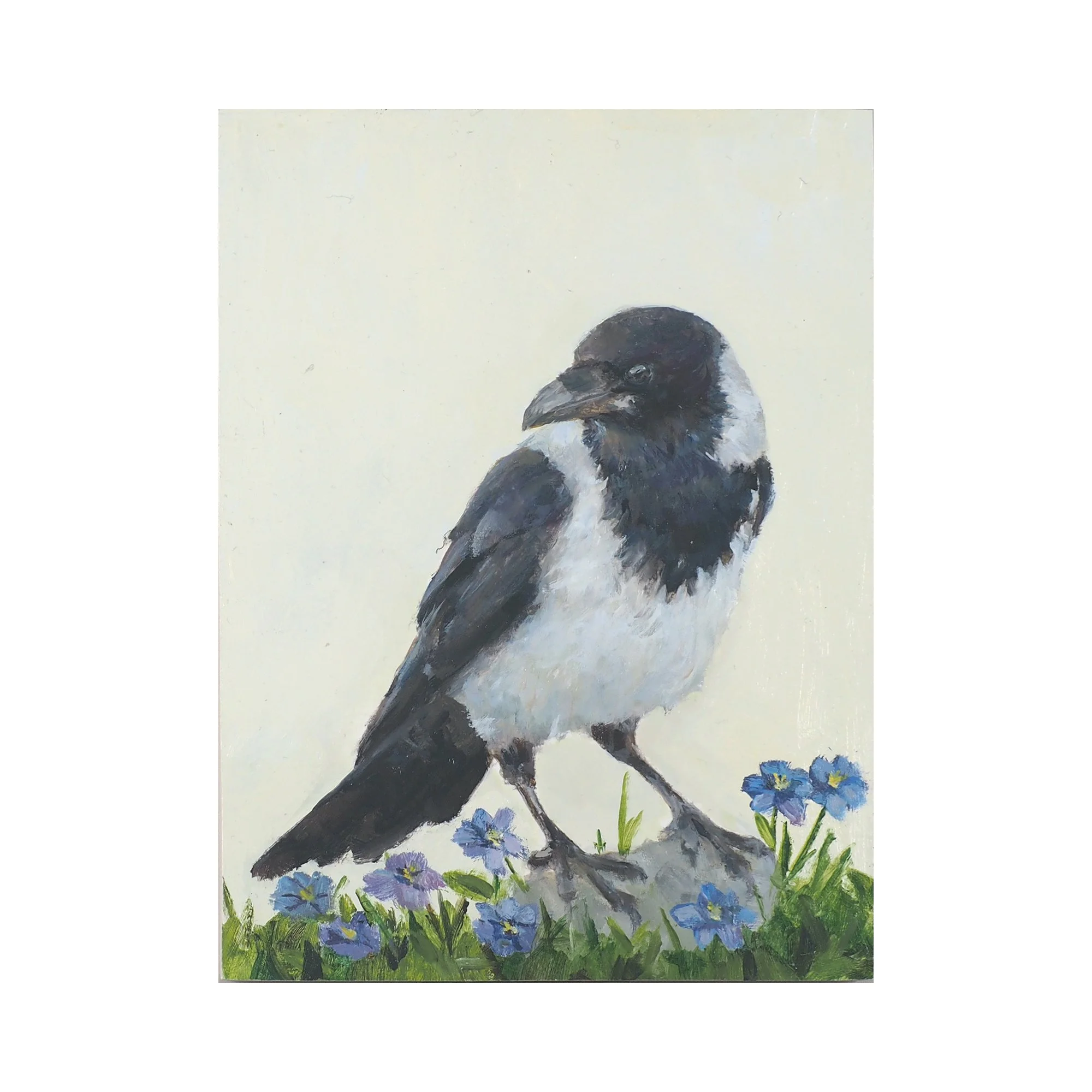 Hooded Crow