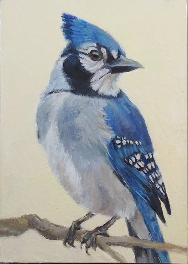 Bluejay.JPG