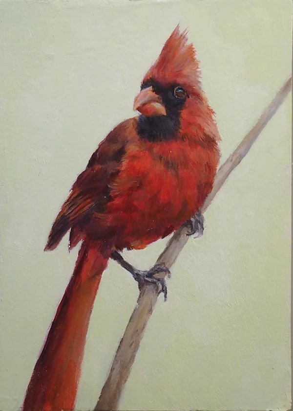Northern cardinal.JPG