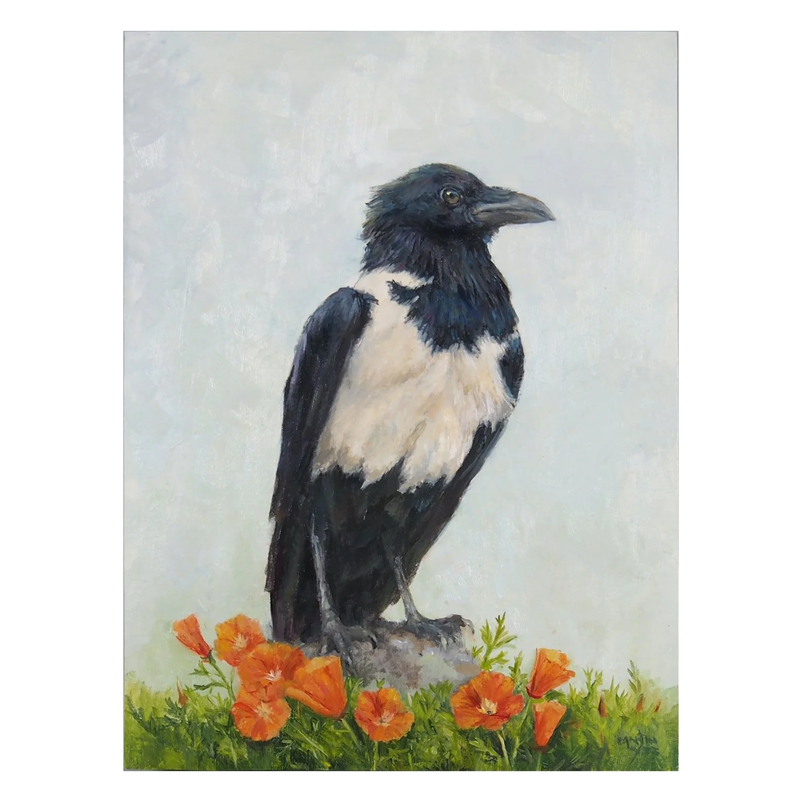 Pied Crow.