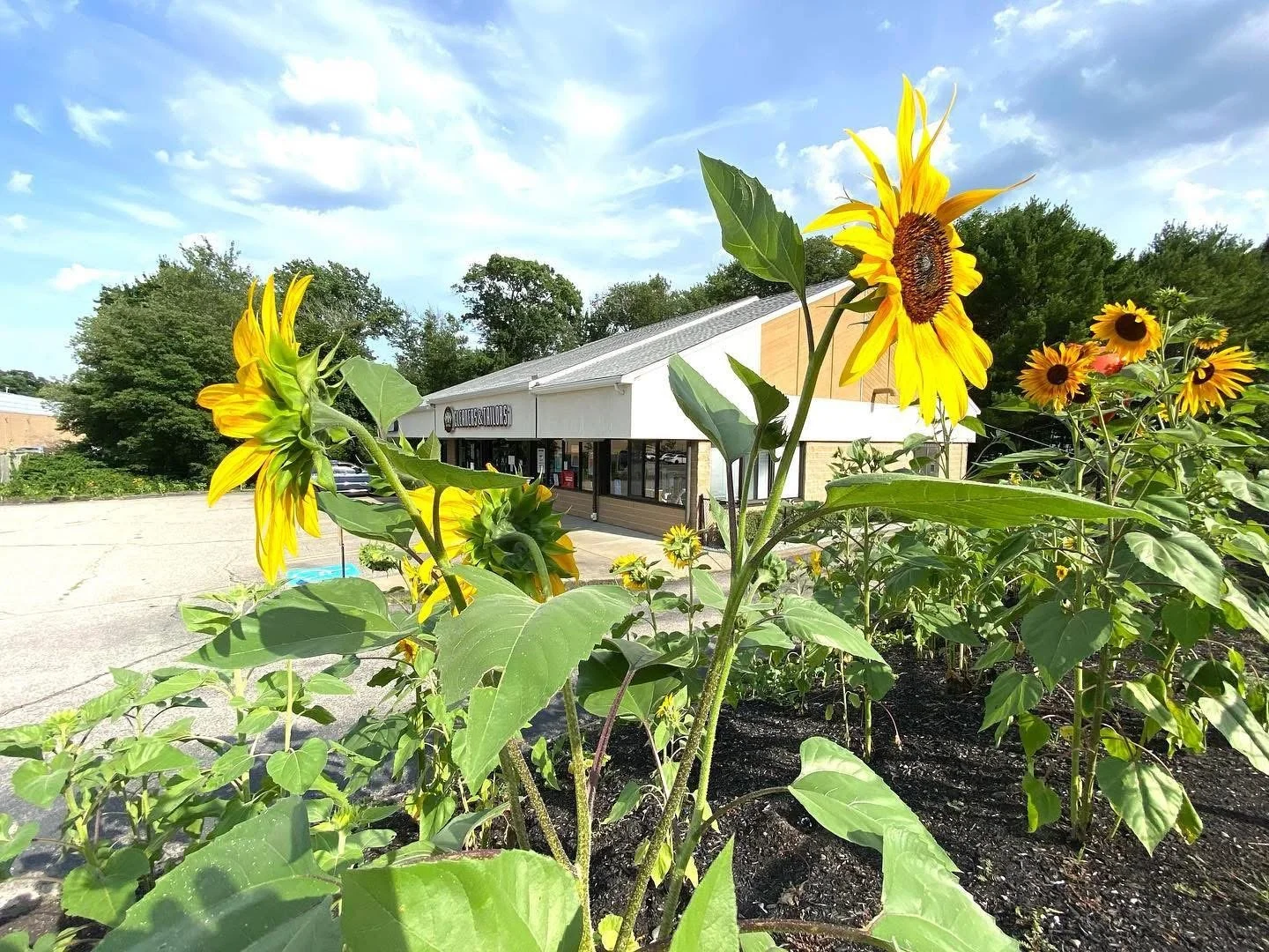 Sunflowers growing in front of a commercial building with a parking lot, blue sky, and trees in the background.